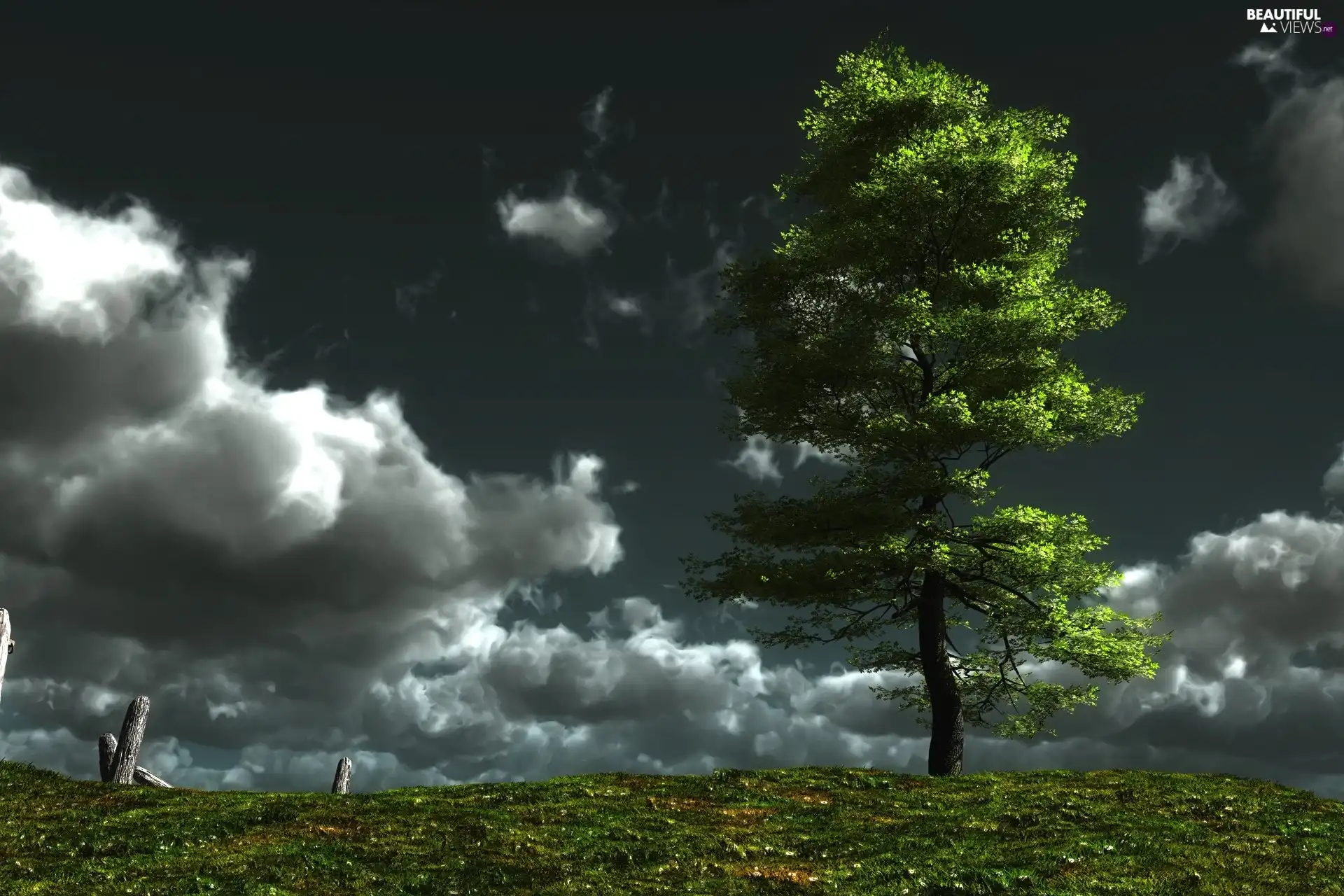 trees, Sky, clouds