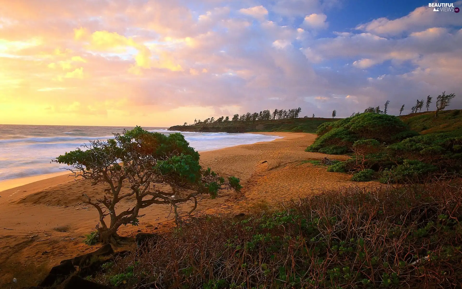 Coast, sun, trees, west