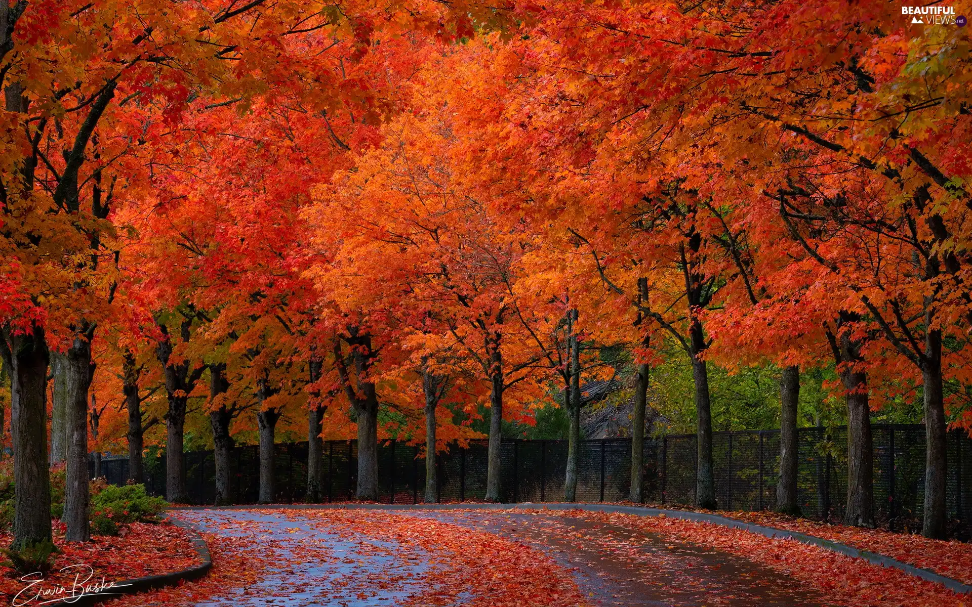 Leaf, Autumn, viewes, Fance, Red, autumn, trees, fence, Way, red head