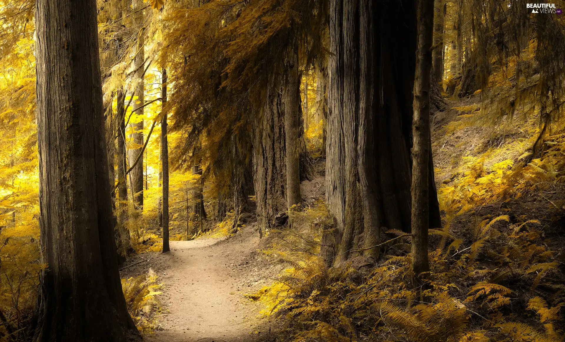 viewes, forest, fern, trees, illuminated, Stems, Way