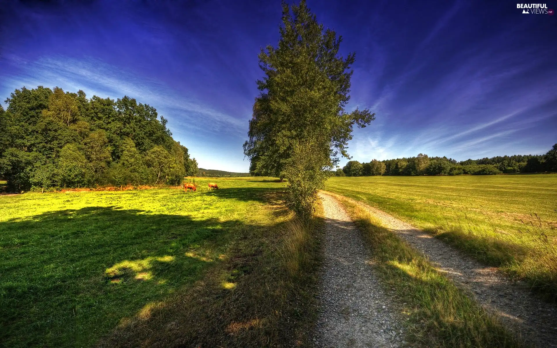 trees, Way, Field