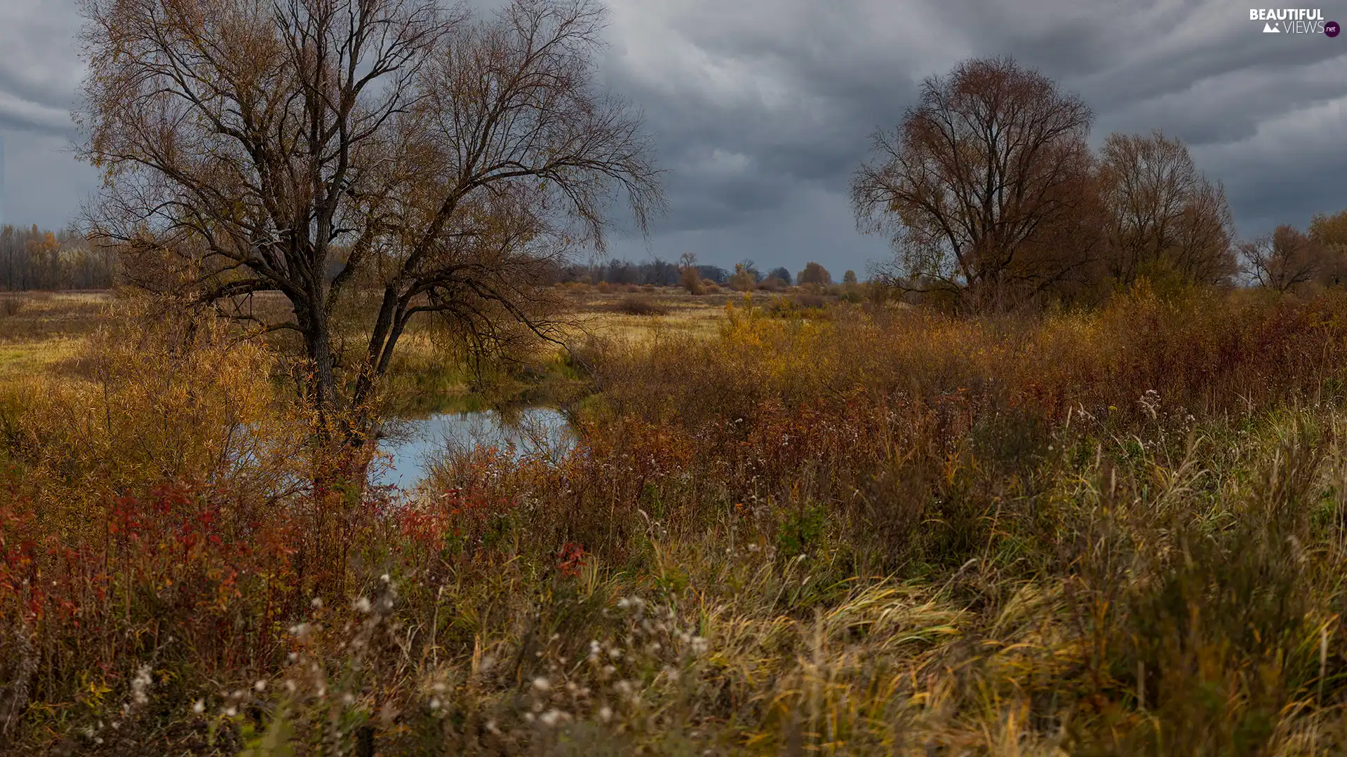 viewes, clouds, grass, trees, autumn, Plants, medows