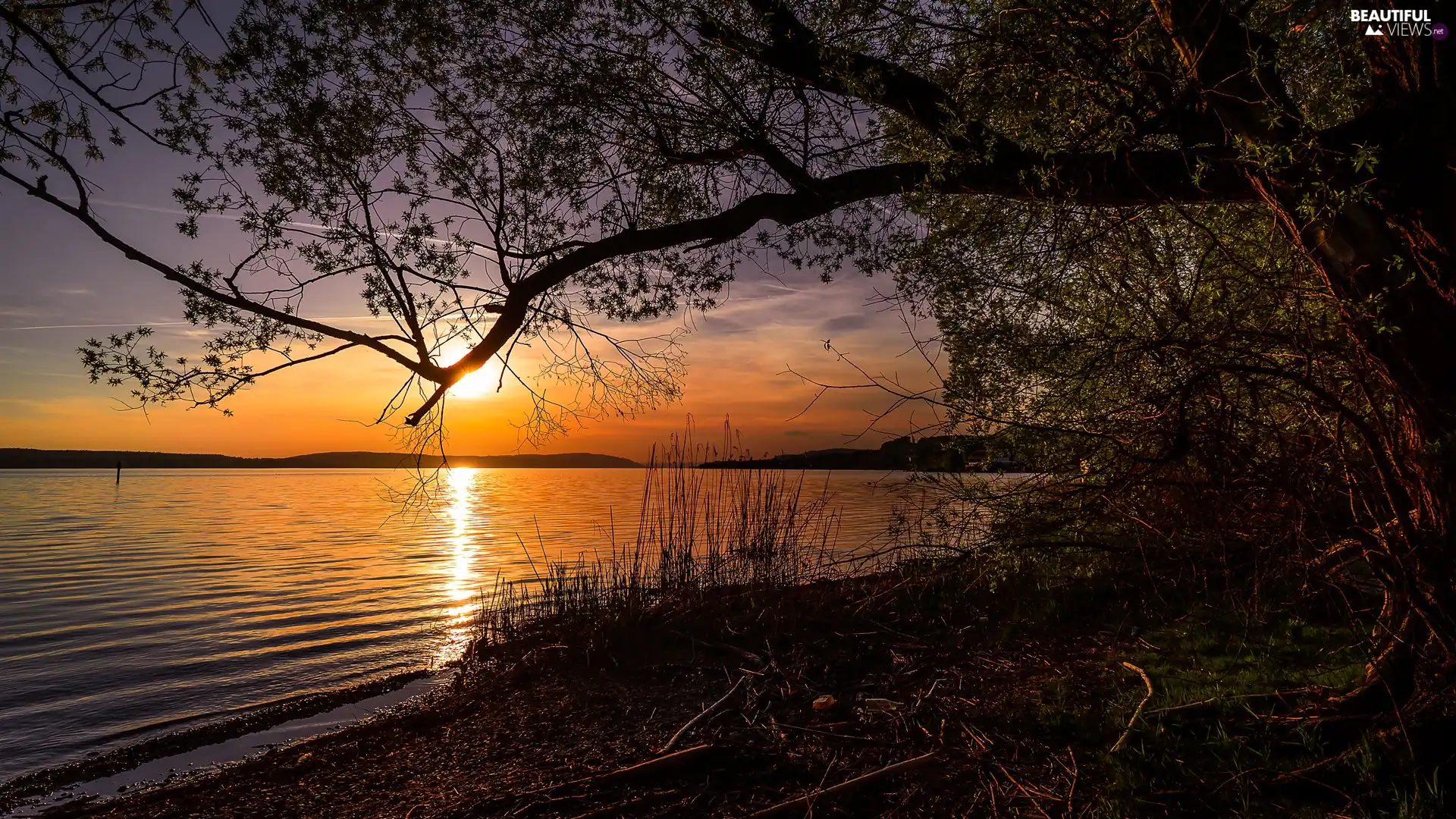 viewes, lake, grass, Great Sunsets, branch pics, trees