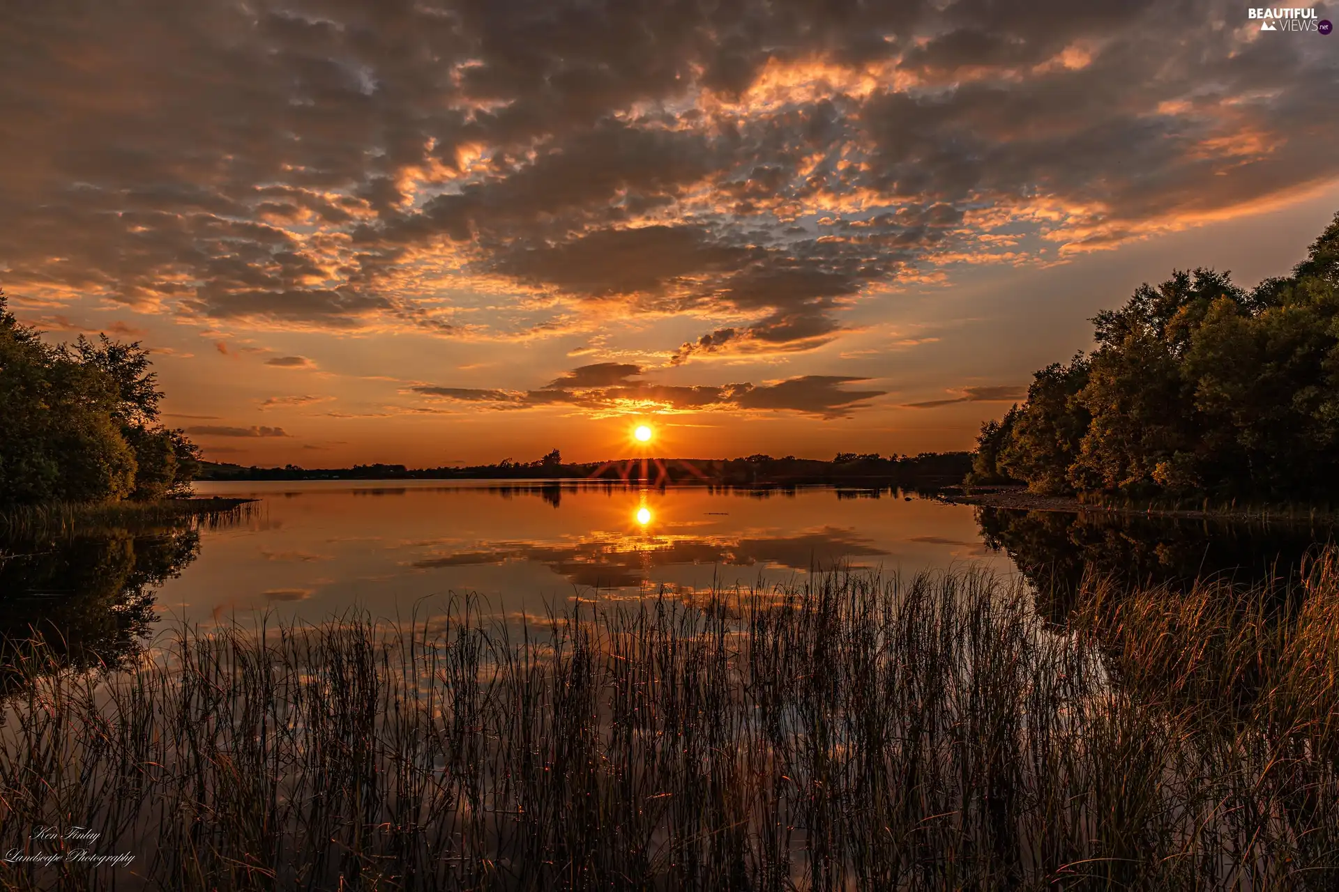 rushes, Great Sunsets, trees, viewes, lake