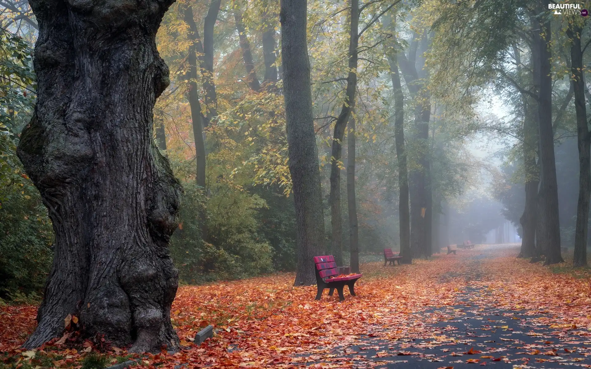 Fog, bench, Leaf, lane, viewes, Park, autumn, trees