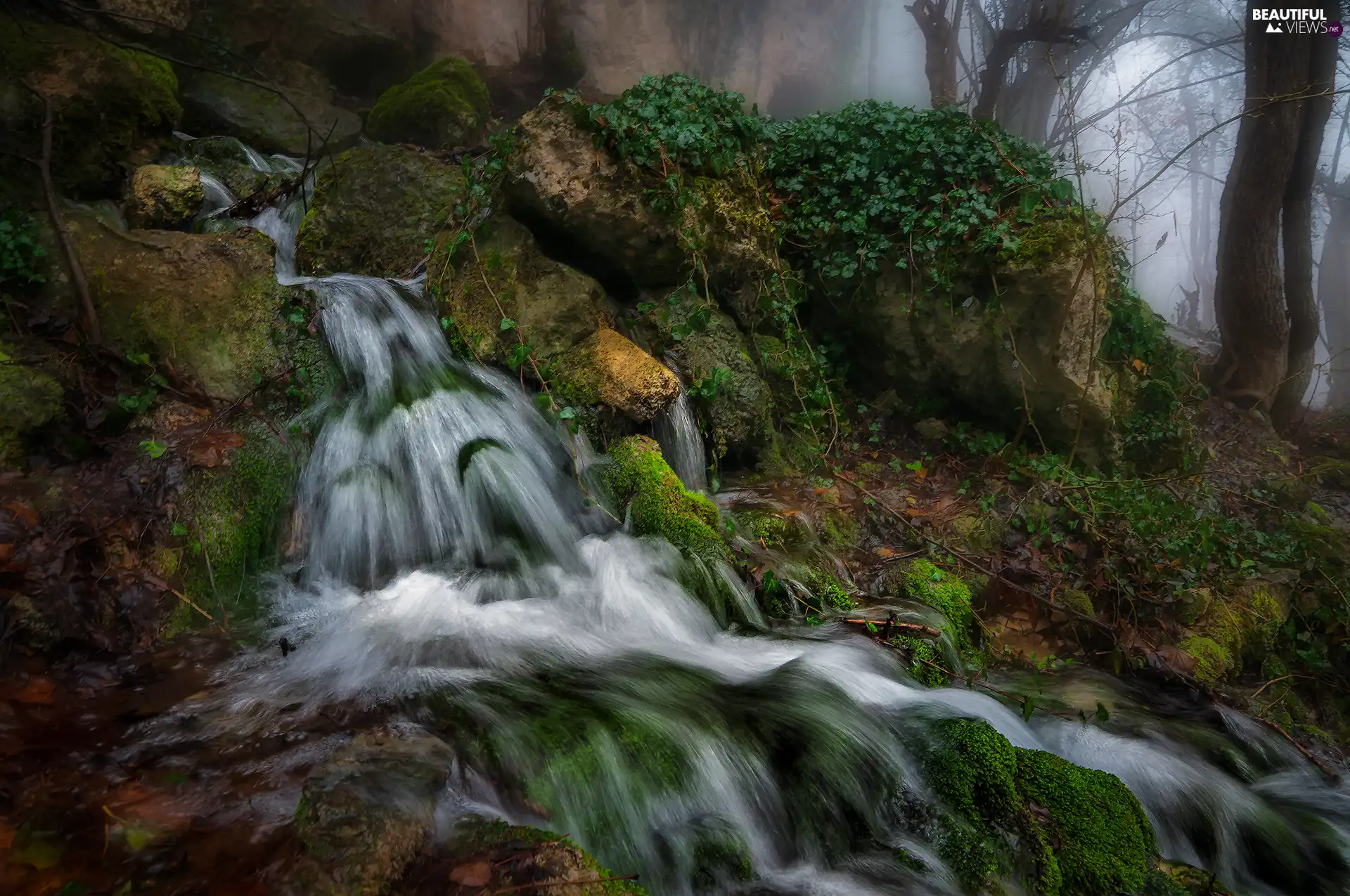 viewes, Stones, Nemorosa, trees, River, Plants, Rocks