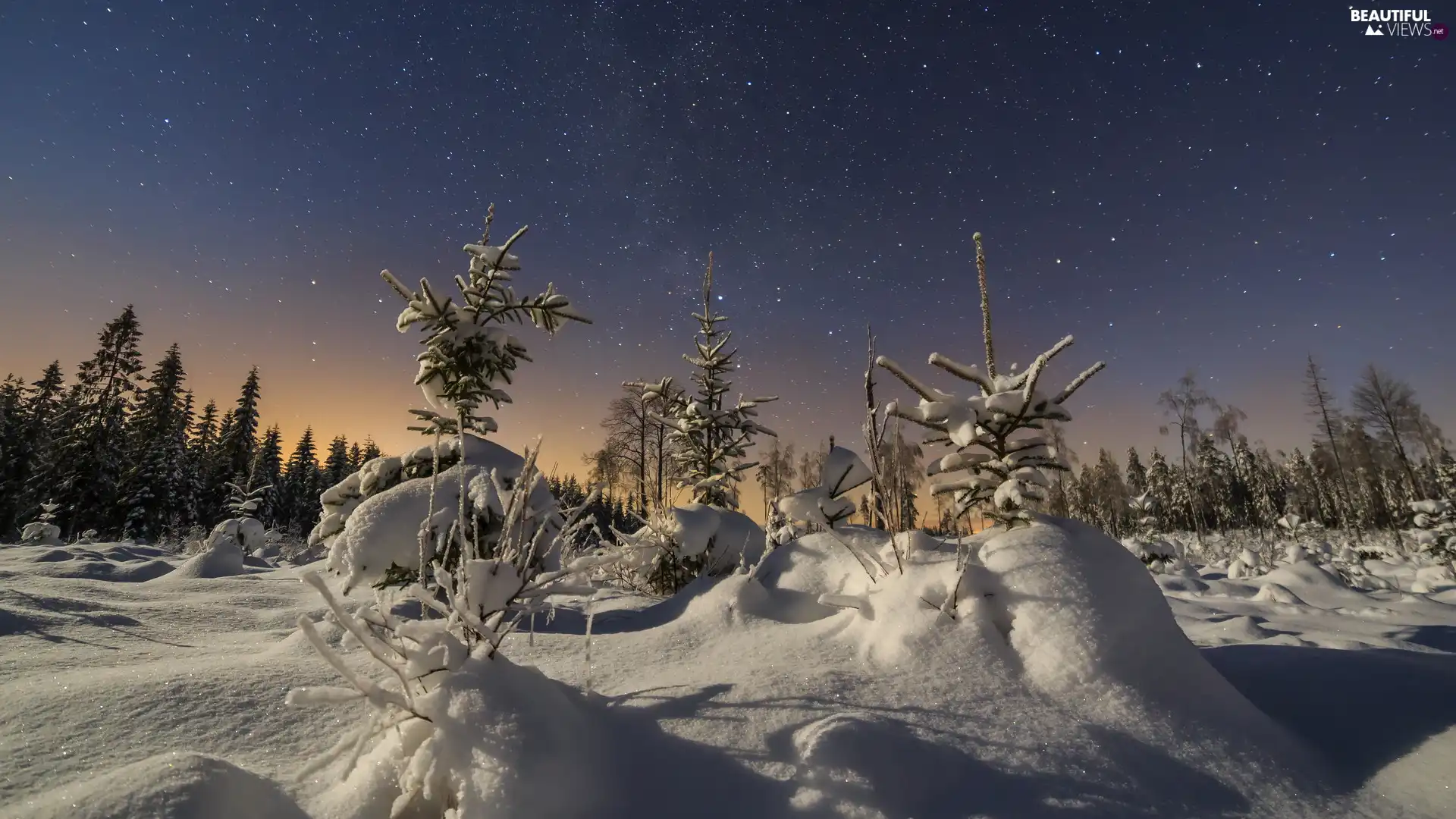 viewes, Snowy, Night, trees, winter, Bush, star