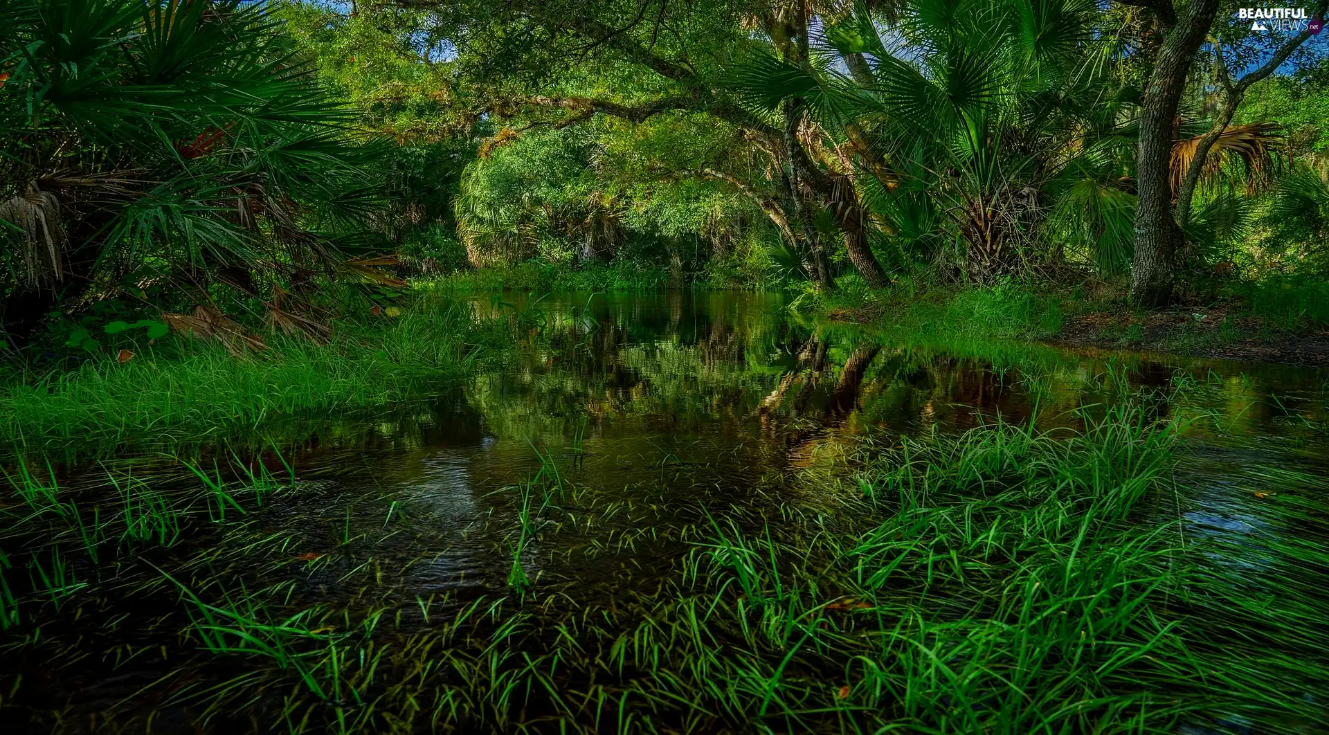 Myakka River State Park, Myakka River, State of Florida, The United States, Plants, grass, viewes, forest, trees