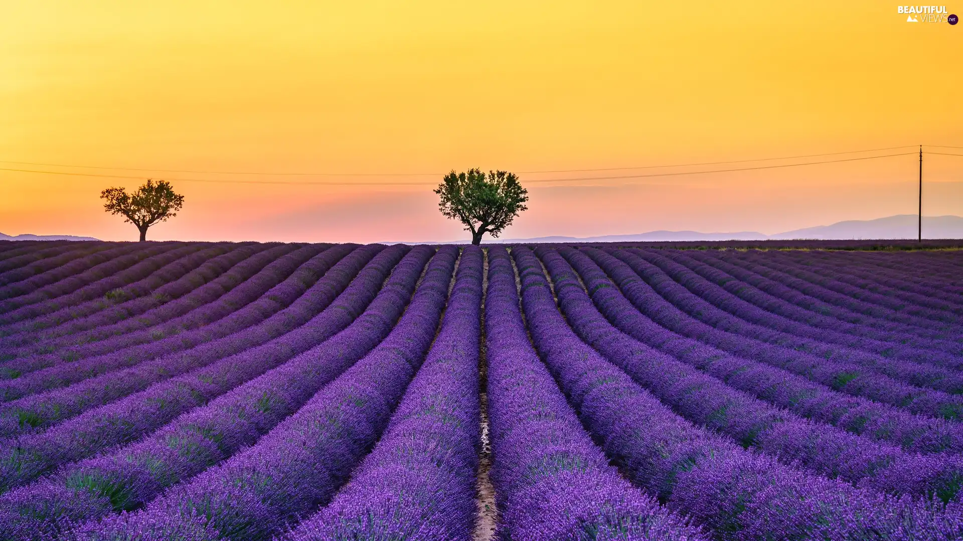 viewes, lavender, Provence, trees, Field, Valensole, France - Beautiful ...