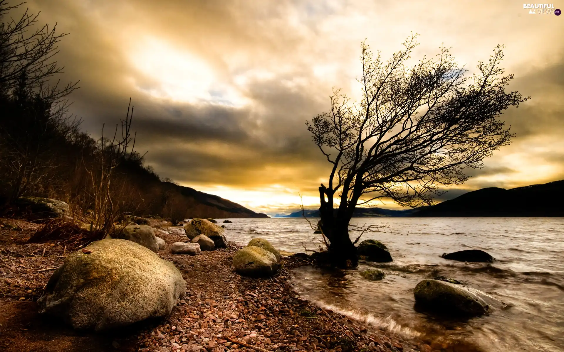 River, coast, trees, Stones