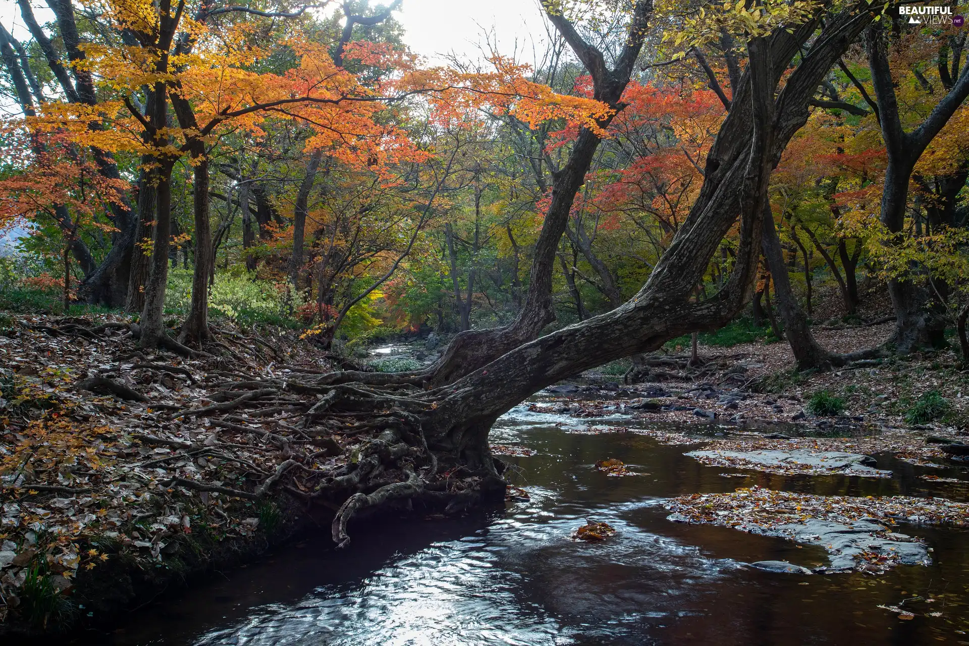 trees, viewes, River, inclined, roots, forest, autumn, trees