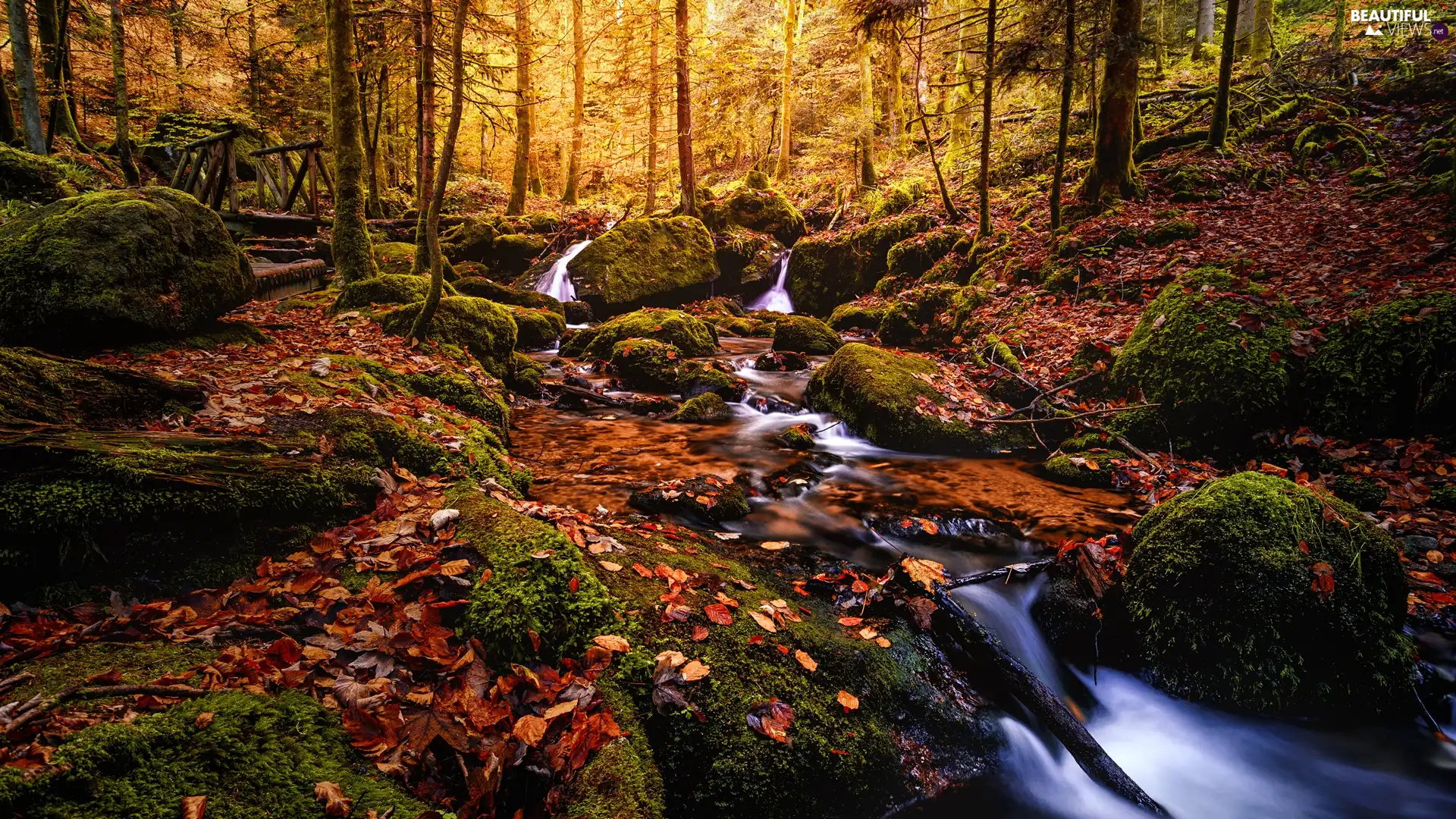 viewes, River, rocks, trees, forest, mossy, Stones