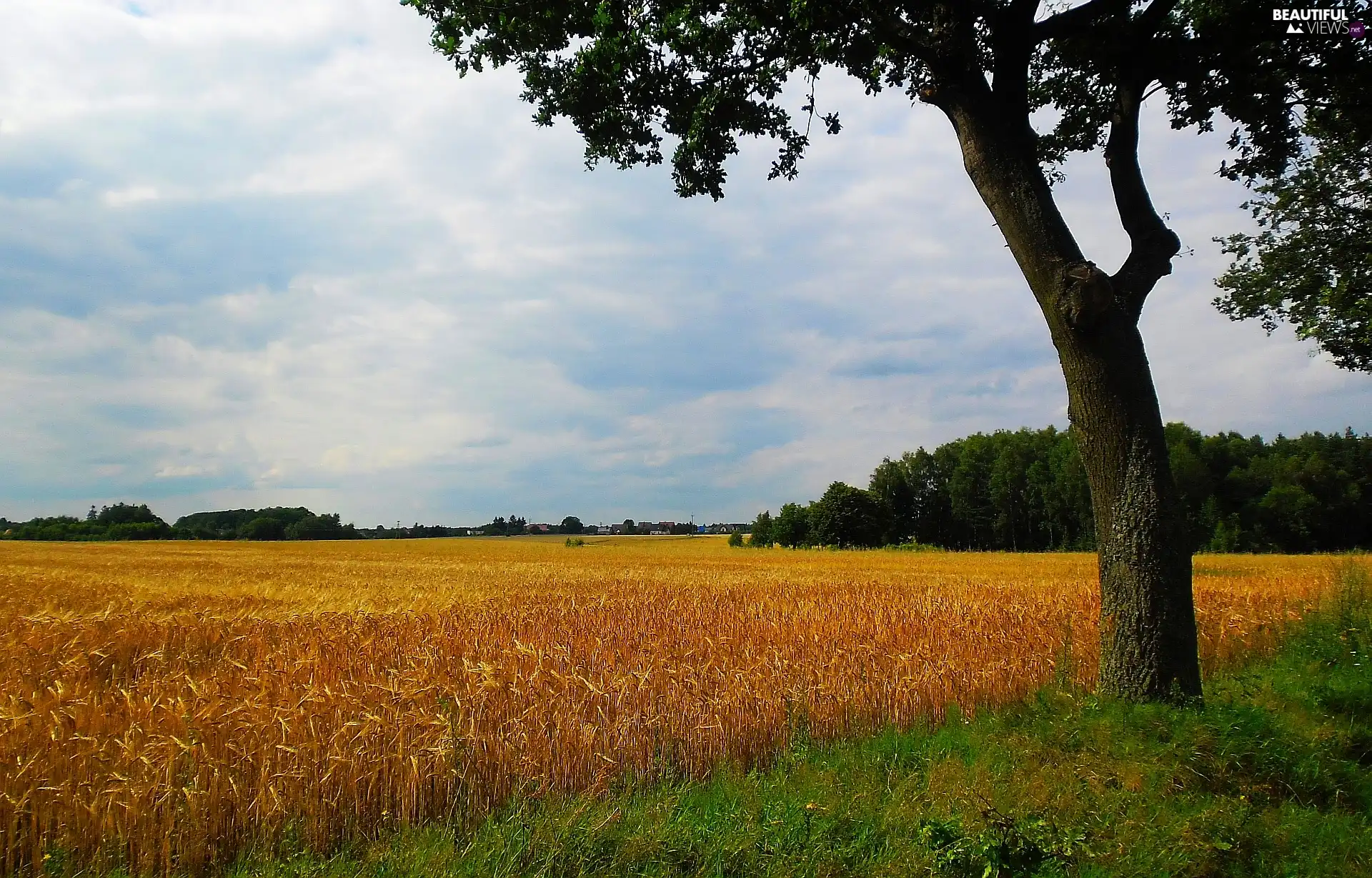 trees, summer, rye