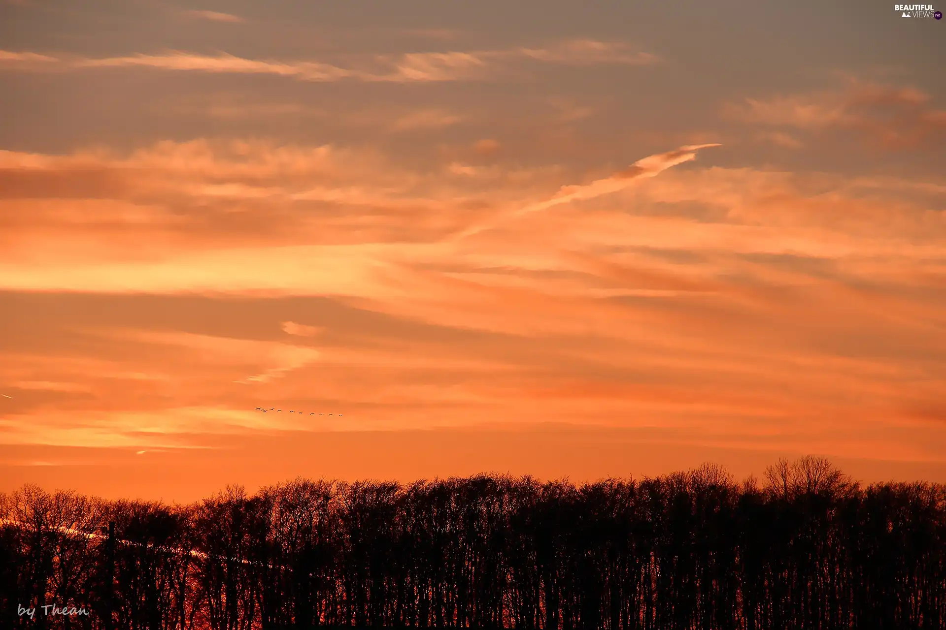 trees, Sky, sun, by, west