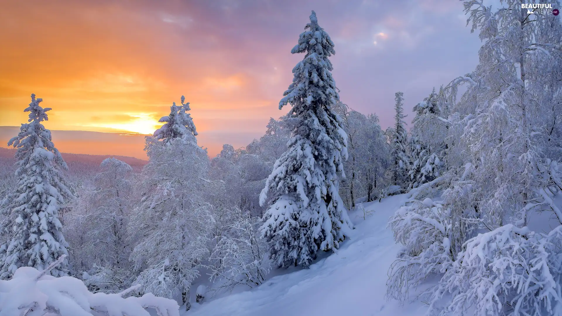 viewes, Snowy, snow, trees, winter, Sunrise, drifts