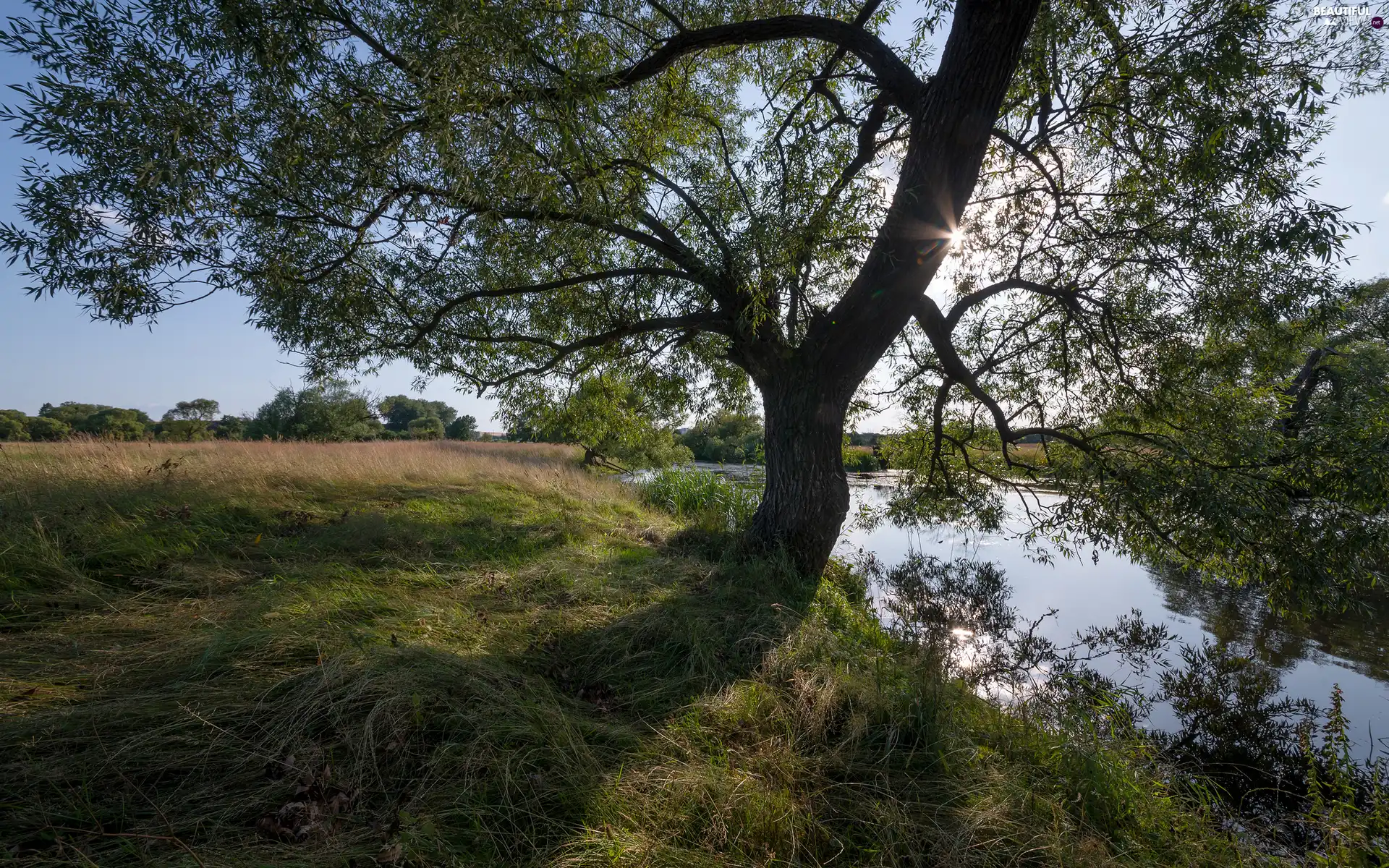 spreading, River, grass, trees