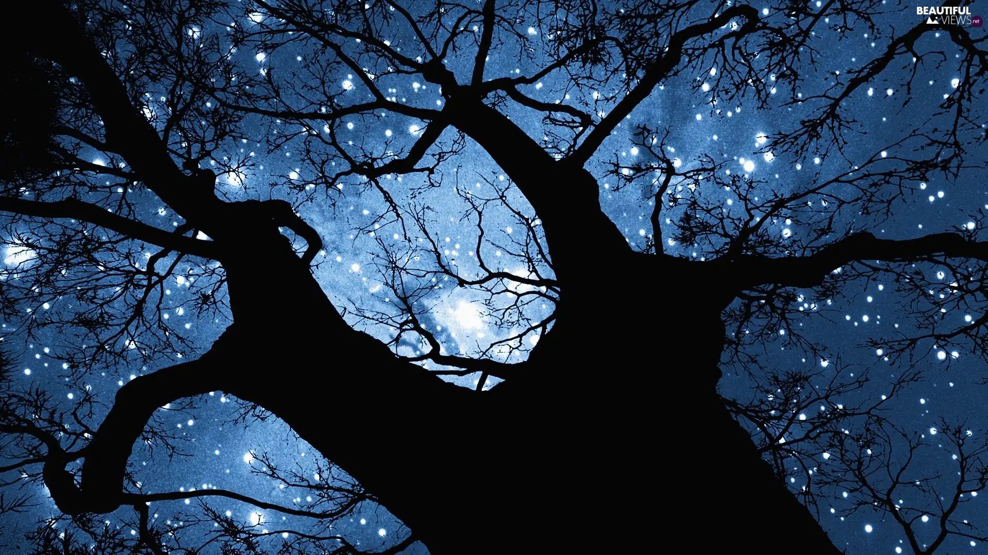 trees, Sky, star