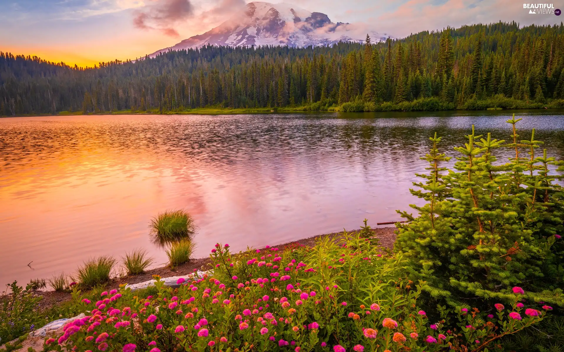 lake, Mount Rainier National Park, viewes, trees, Great Sunsets, The United States, Washington State, Stratovolcano Mount Rainier, mountains, clouds, Flowers