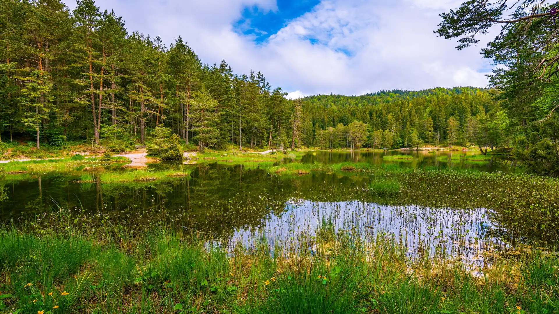 viewes, lake, trees, trees, forest, clouds, viewes