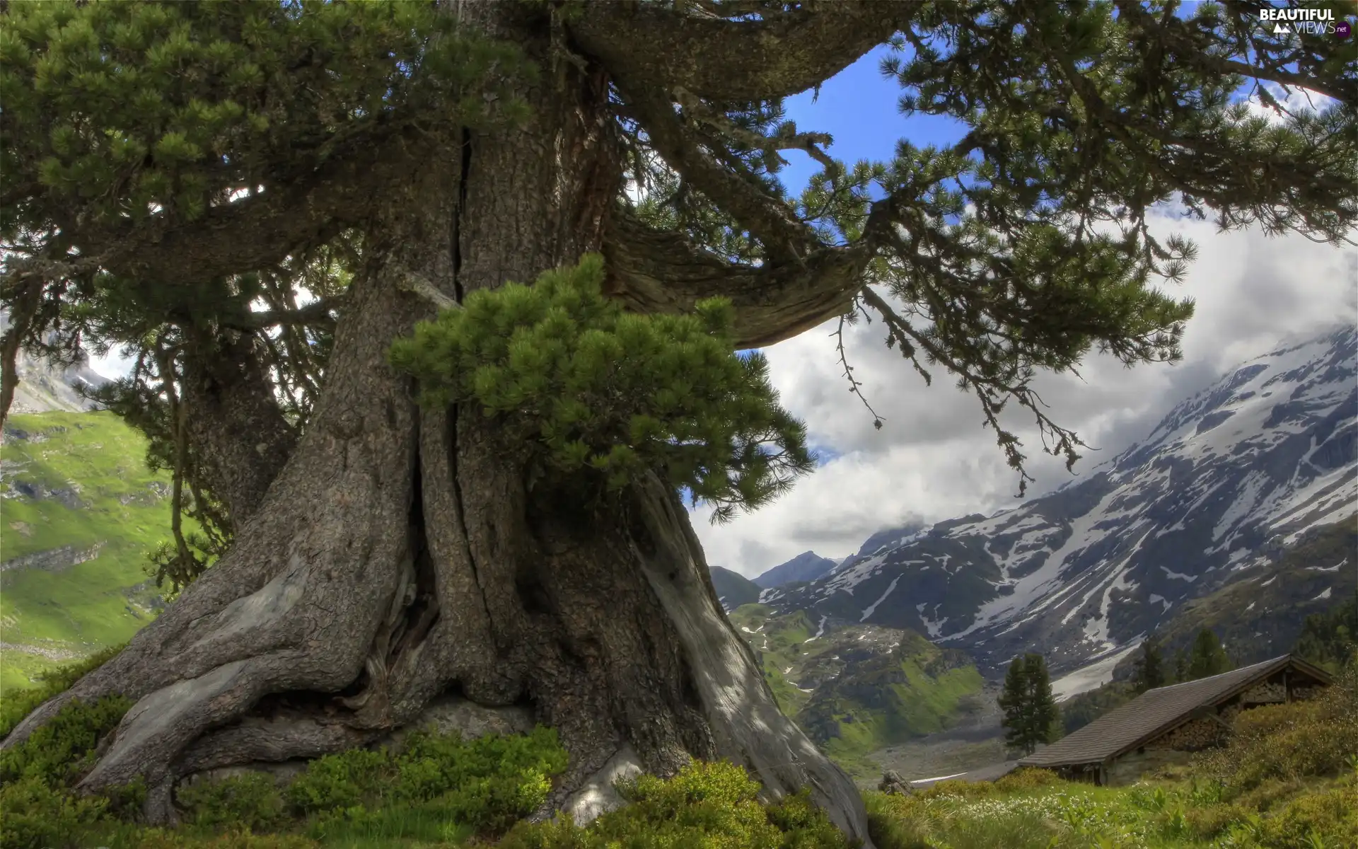 trees, fat, trunk