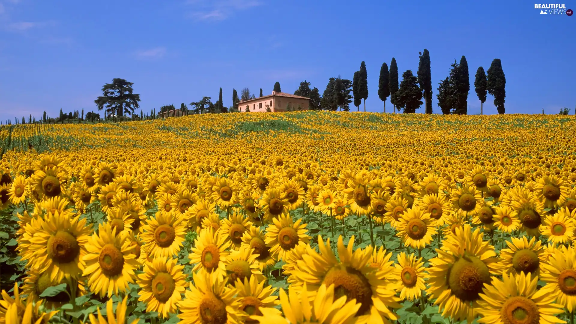 trees, viewes, sunflowers, house, Field