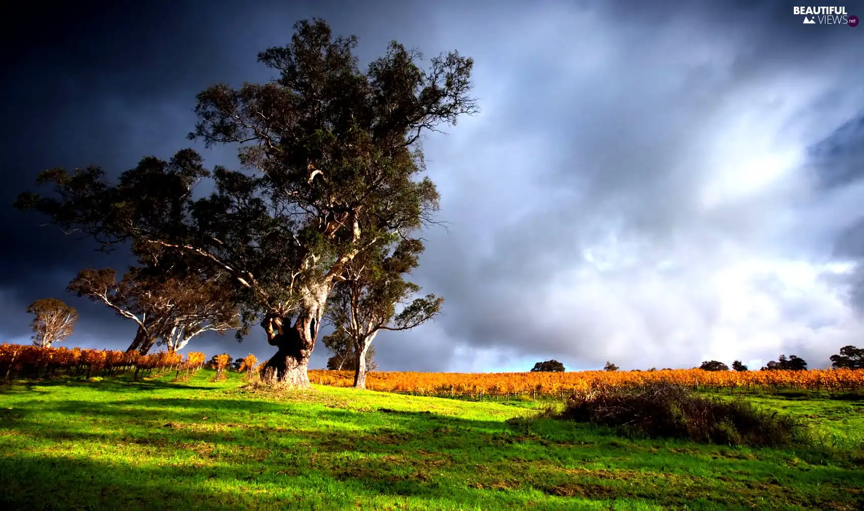 trees, viewes, cultivated, Meadow, Field