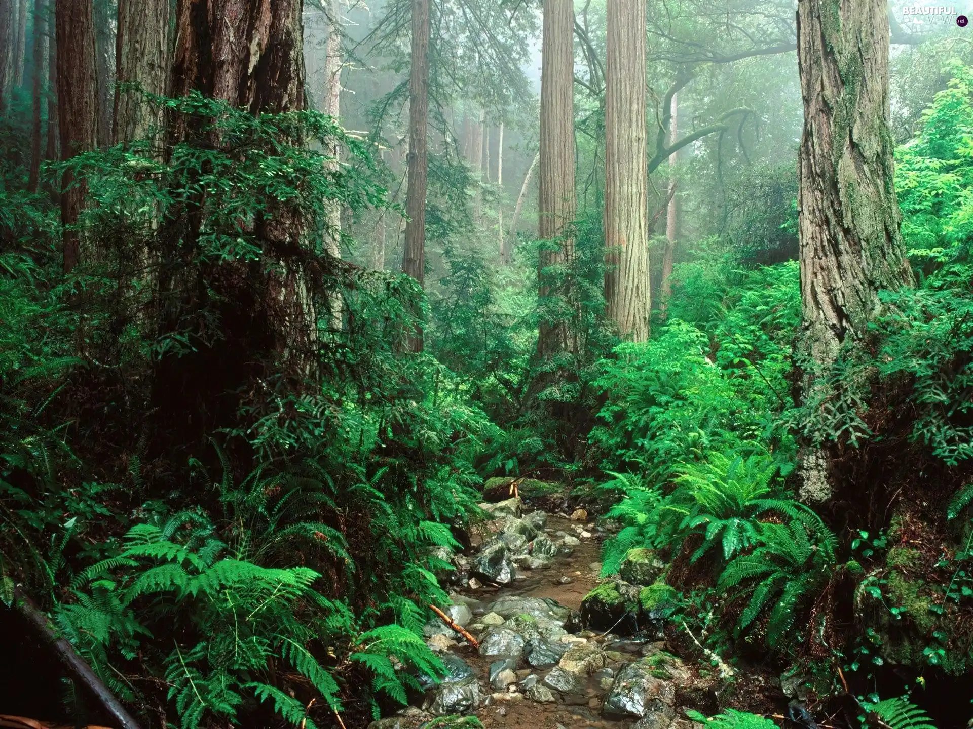 trees, viewes, green, scrub, forest