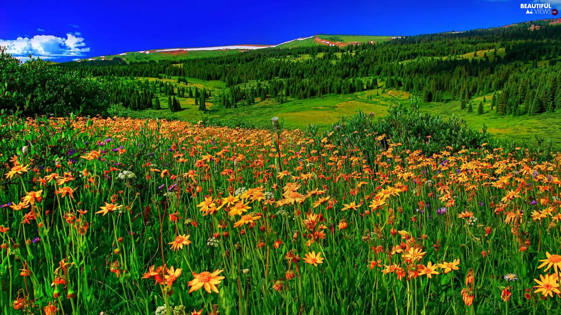 trees, viewes, Orange, Flowers, Meadow