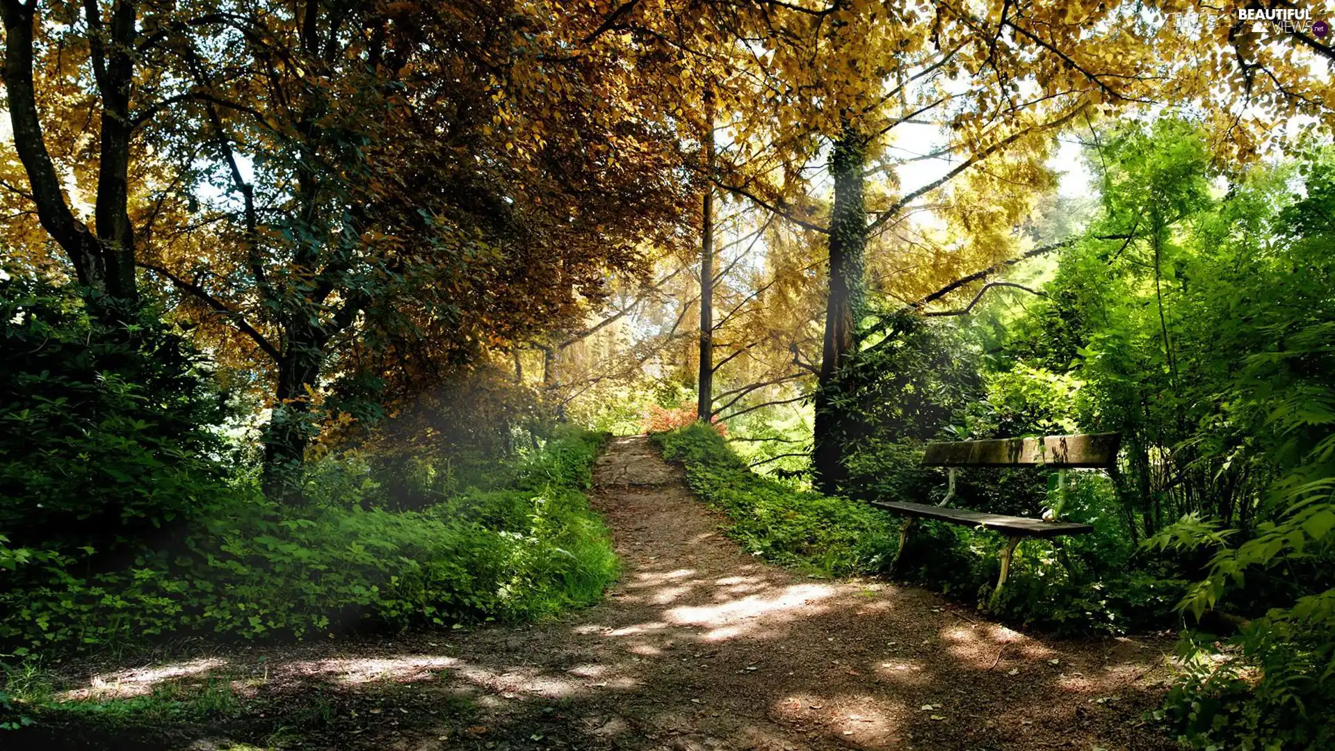 trees, viewes, Path, Bench, Park