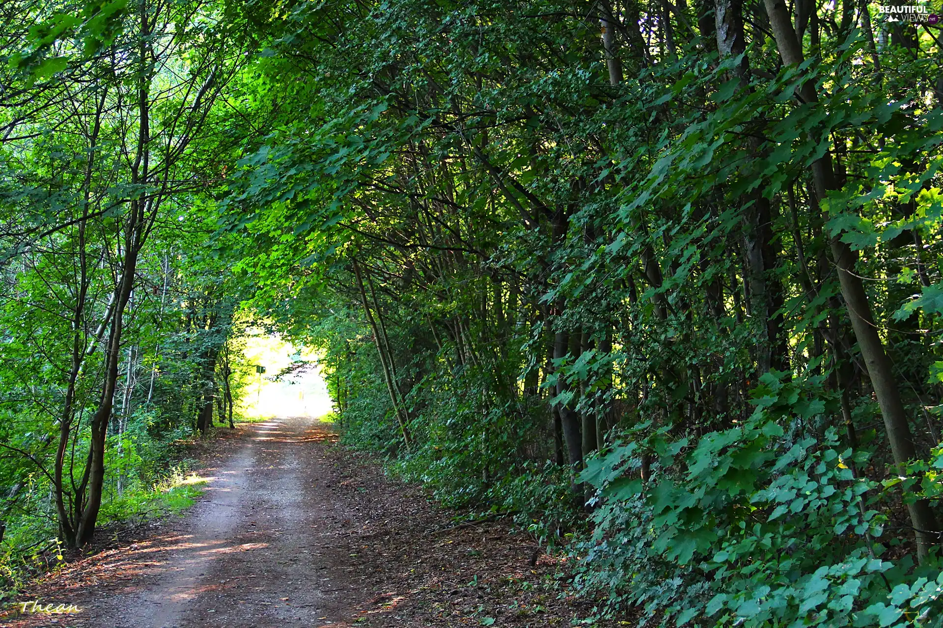 trees, viewes, cycling, forest, Path