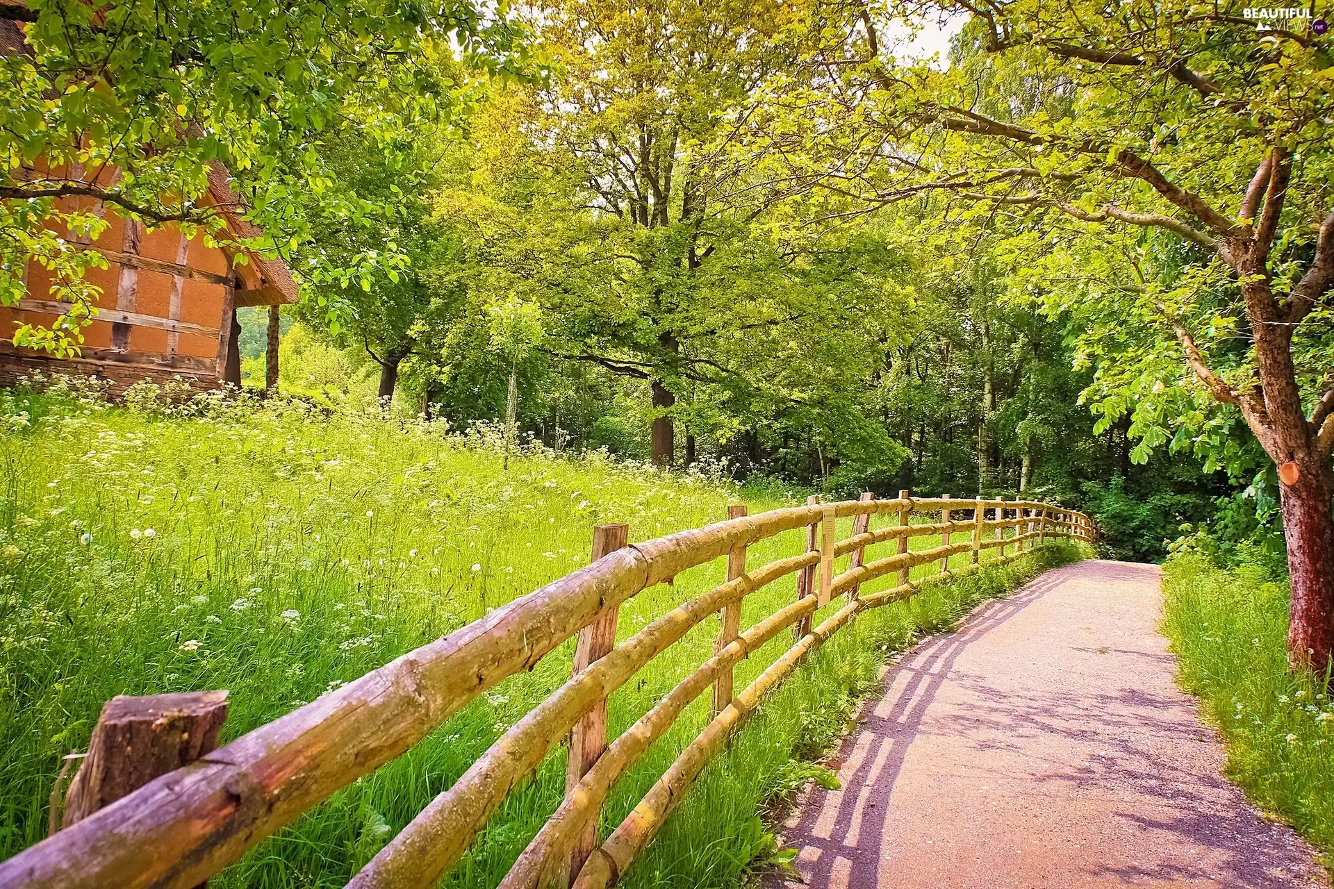 trees, viewes, Way, Fance, rural