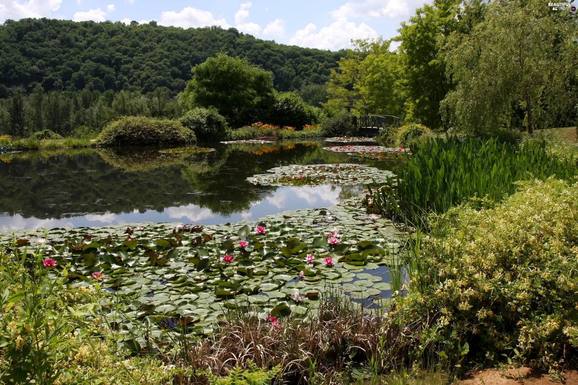 water, lake, trees, viewes, scrub, lilies