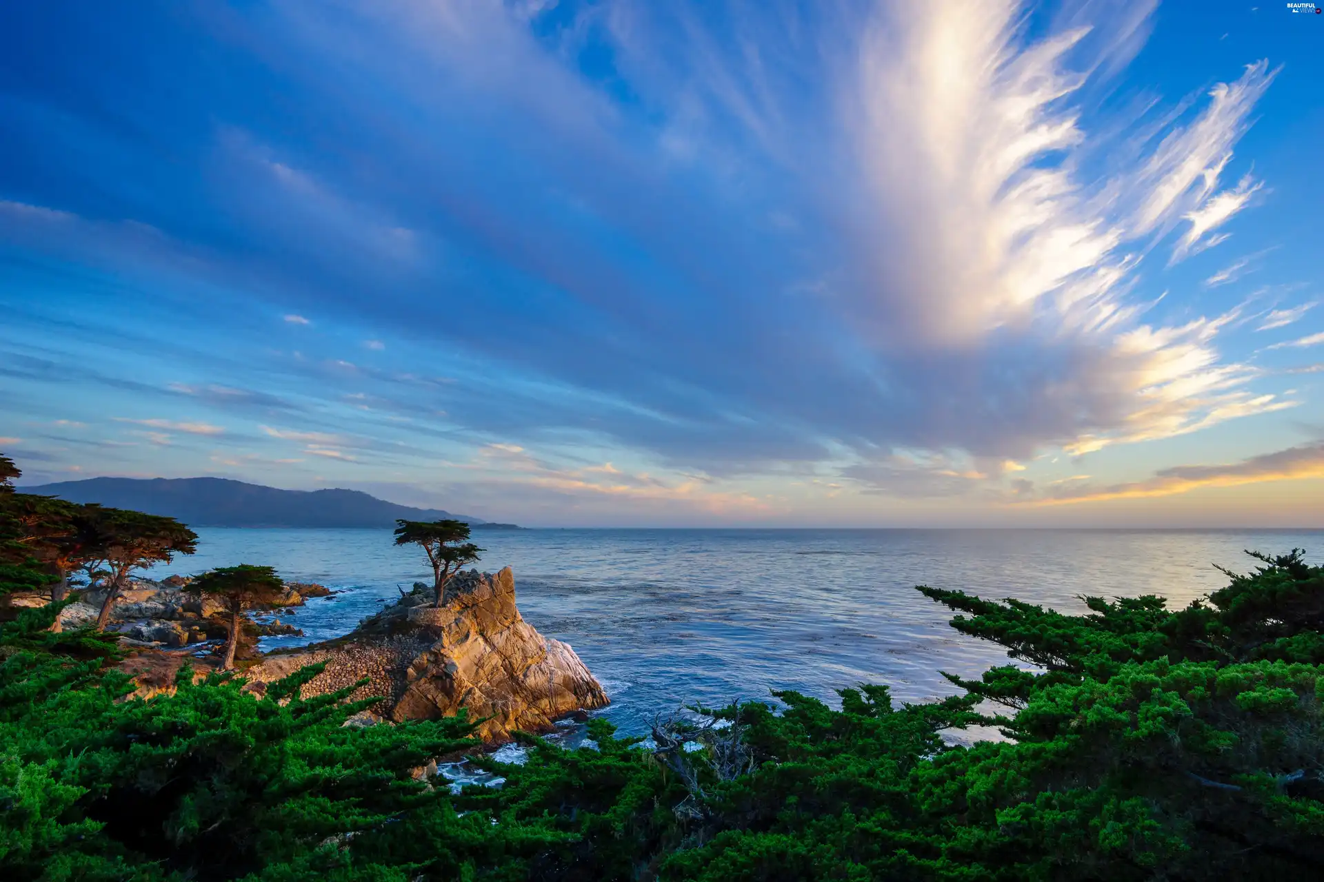 trees, viewes, rocks, coast, sea