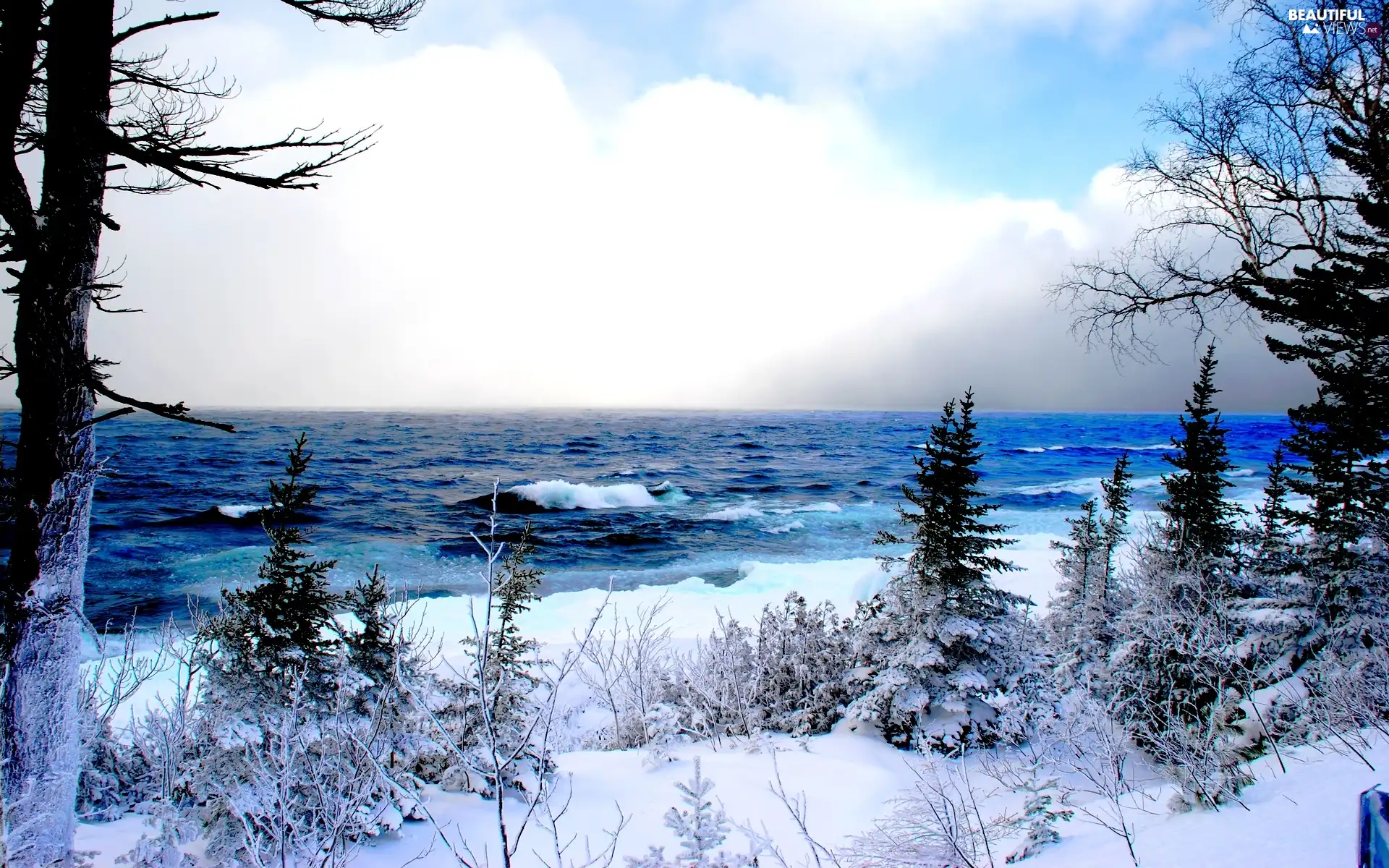 trees, viewes, snow, sea, winter