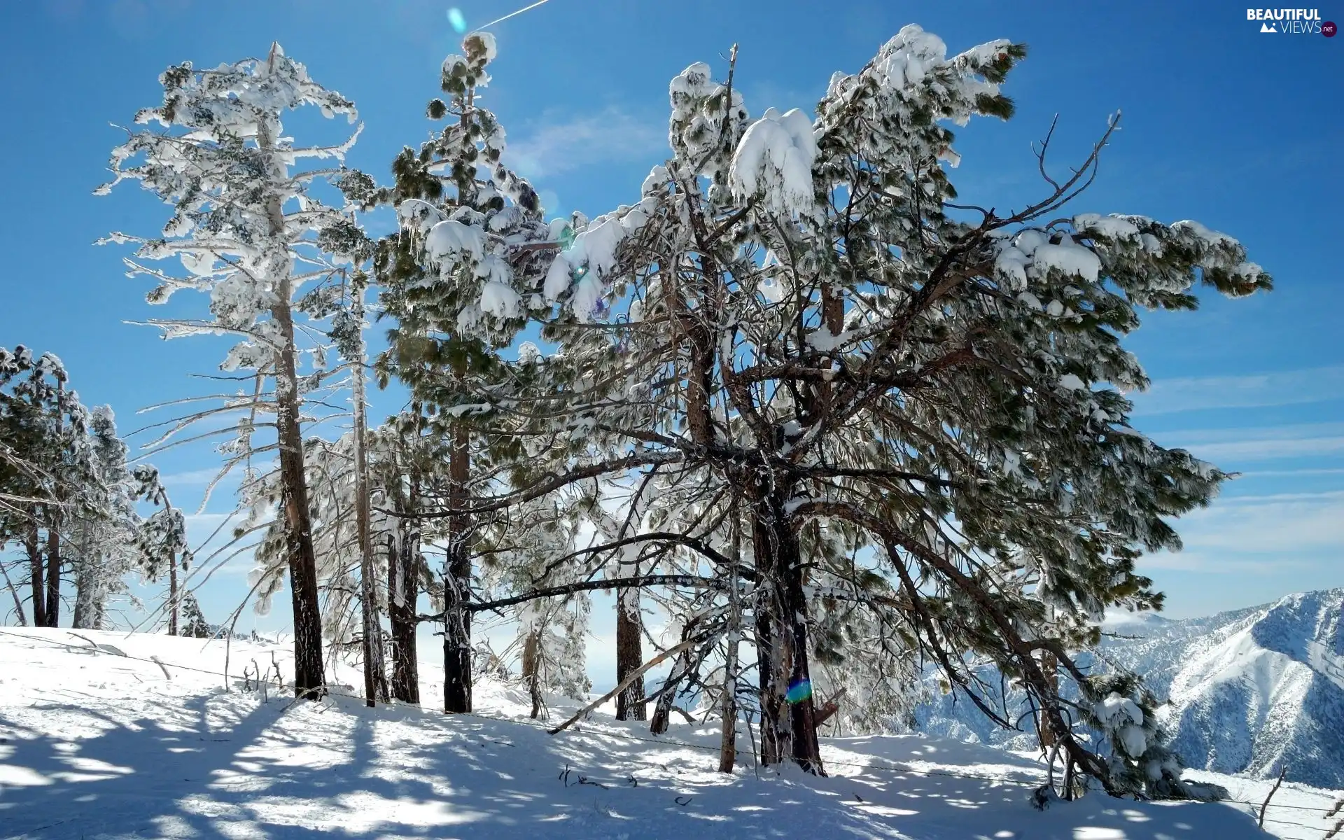 trees, viewes, Mountains, Snowy, winter