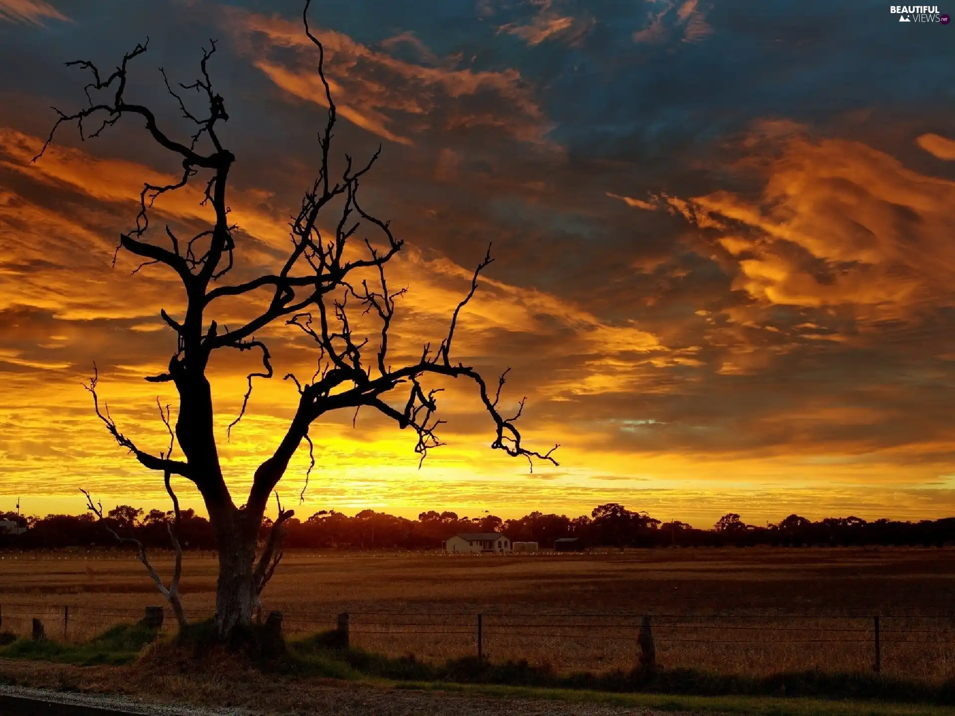 west, dry, trees, sun