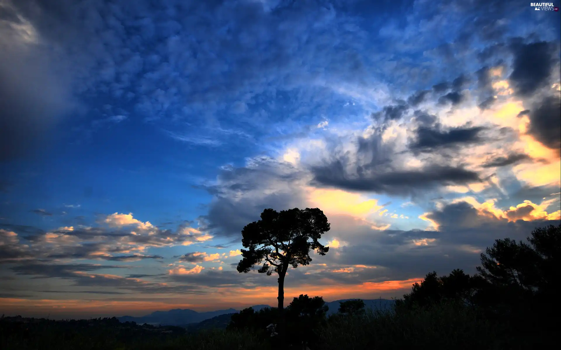 west, high, trees, sun