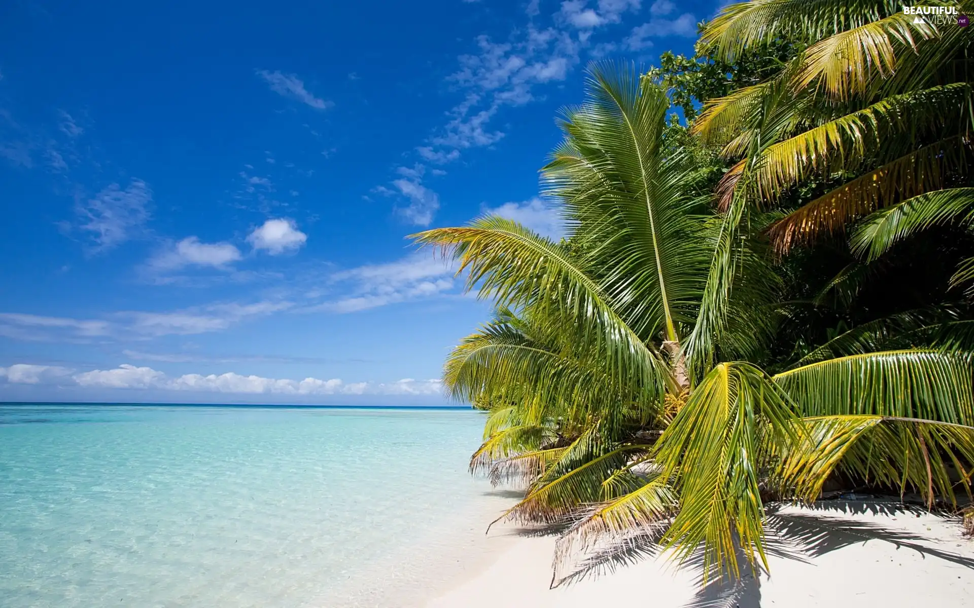 Ocean, Palms, tropic, Beaches