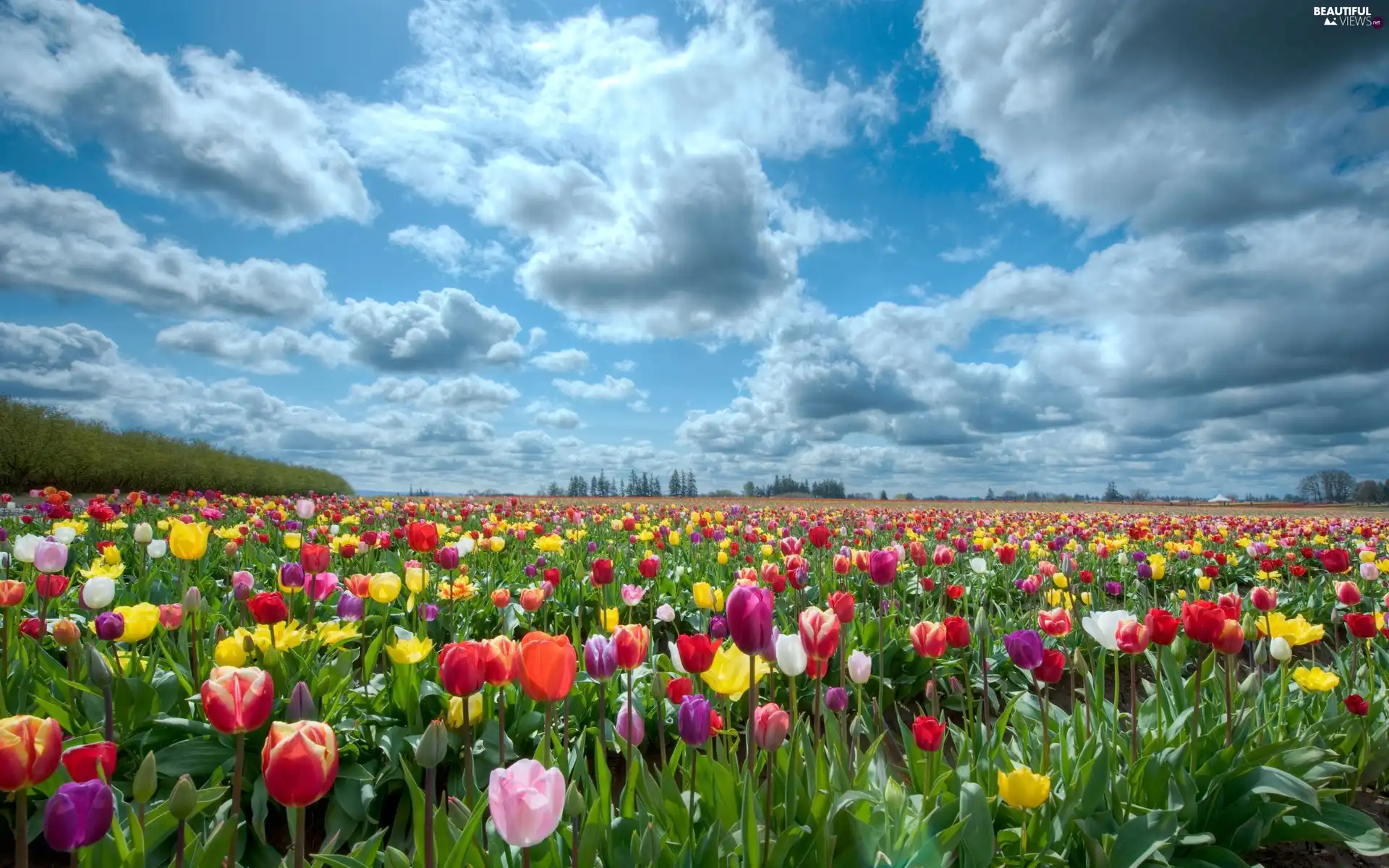 Tulips, Field, color