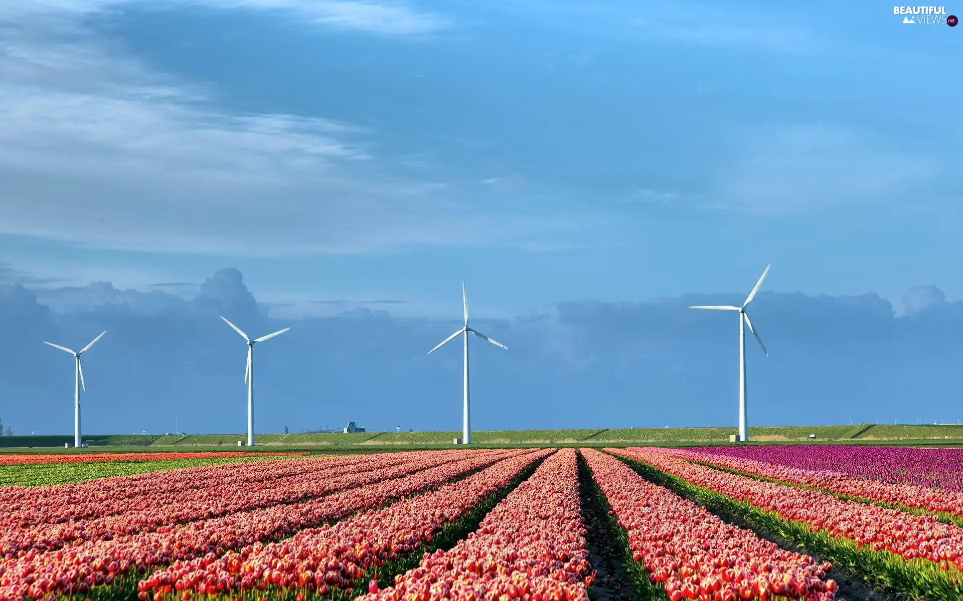 Tulips, Netherlands, Windmills