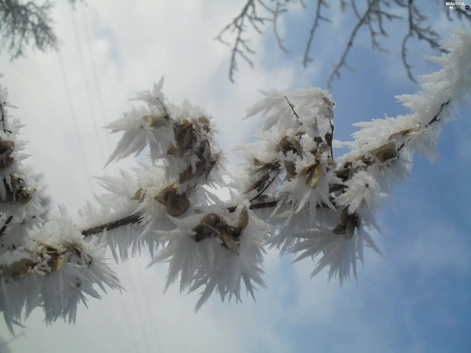 frozen, twig