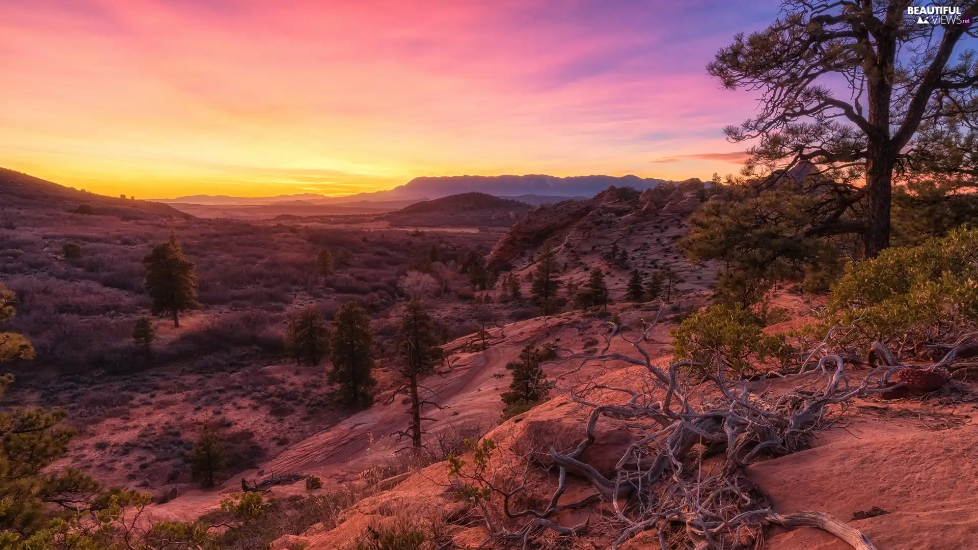 Great Sunsets, trees, Utah State, viewes, Mountains, Zion National Park, The United States