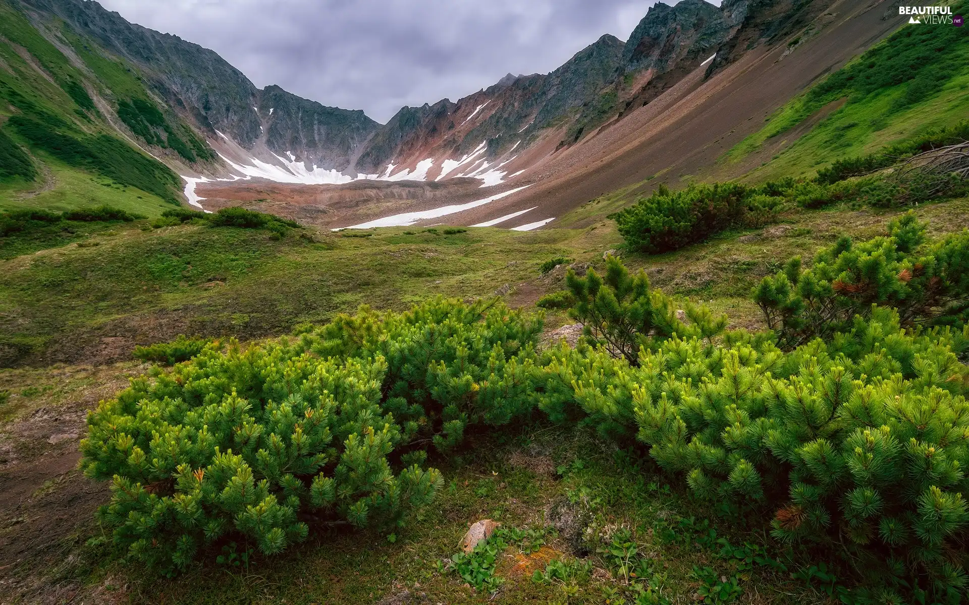 Mountains, Bush, Conifers, Valley