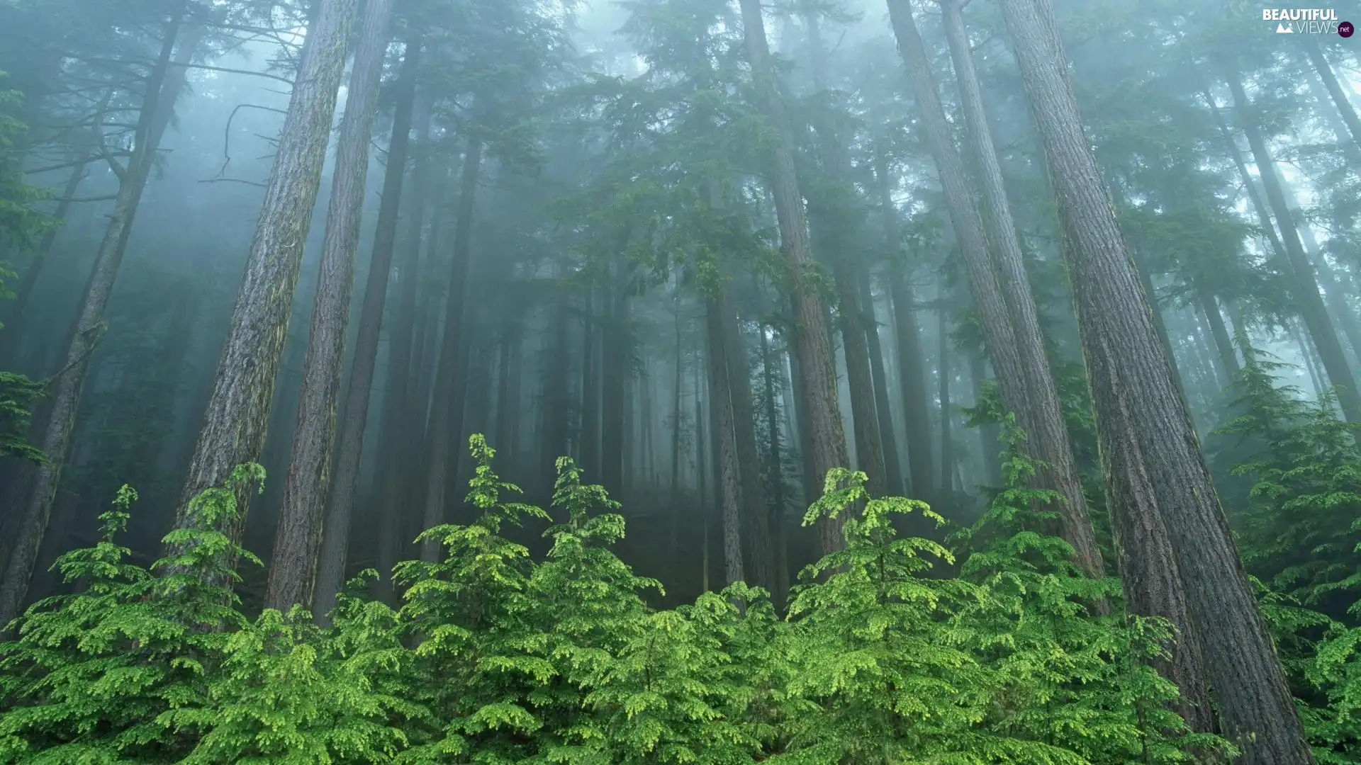 forest, Green, VEGETATION, Fog