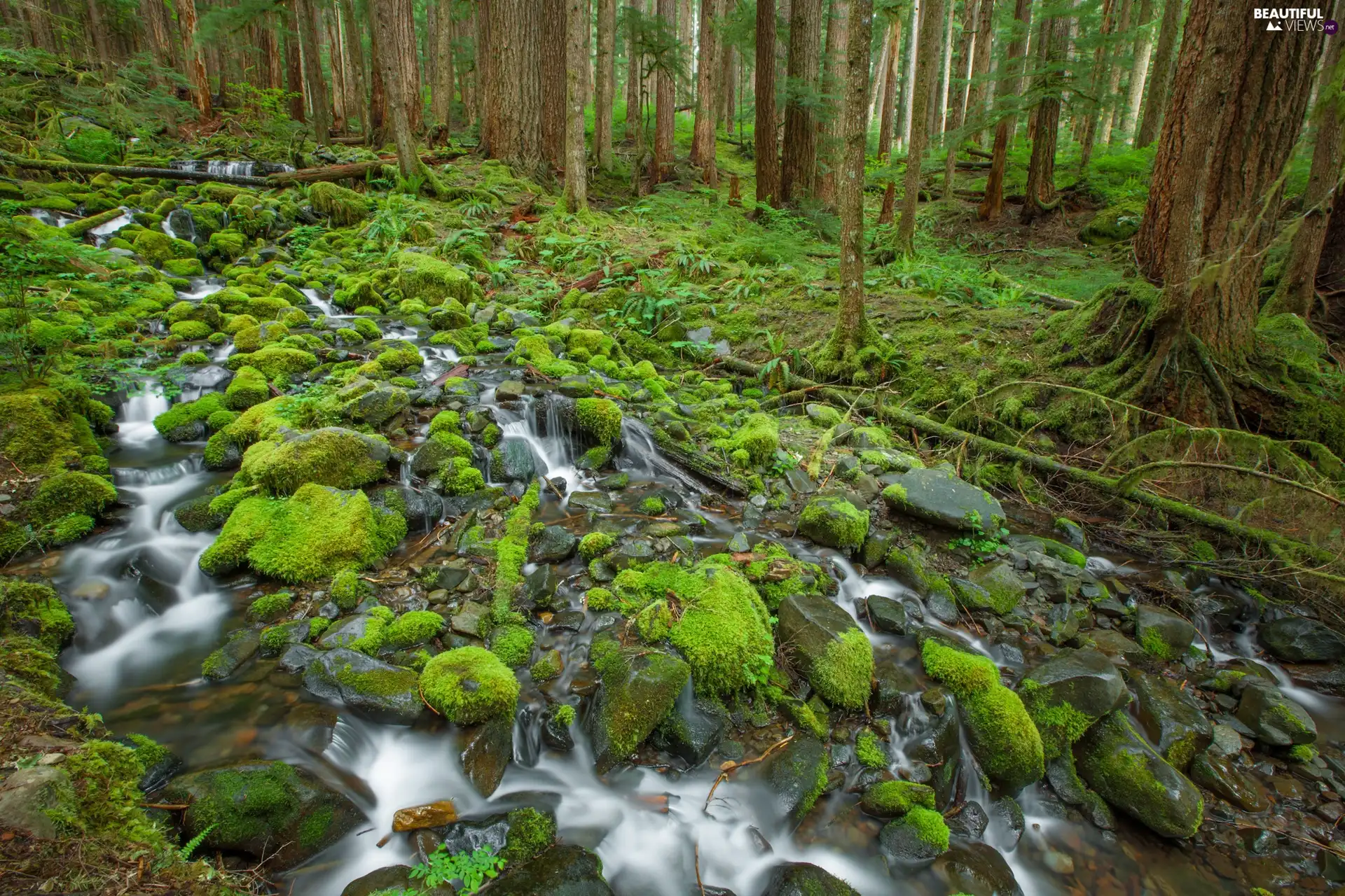 forest, Stones, VEGETATION, brook