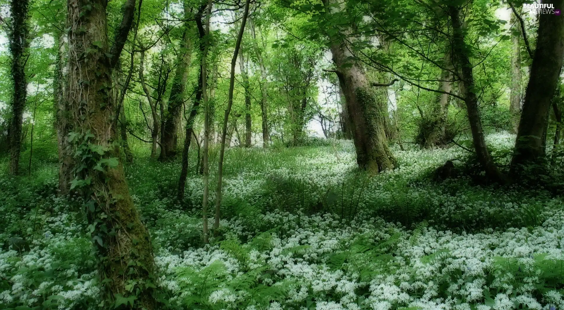 forest, VEGETATION