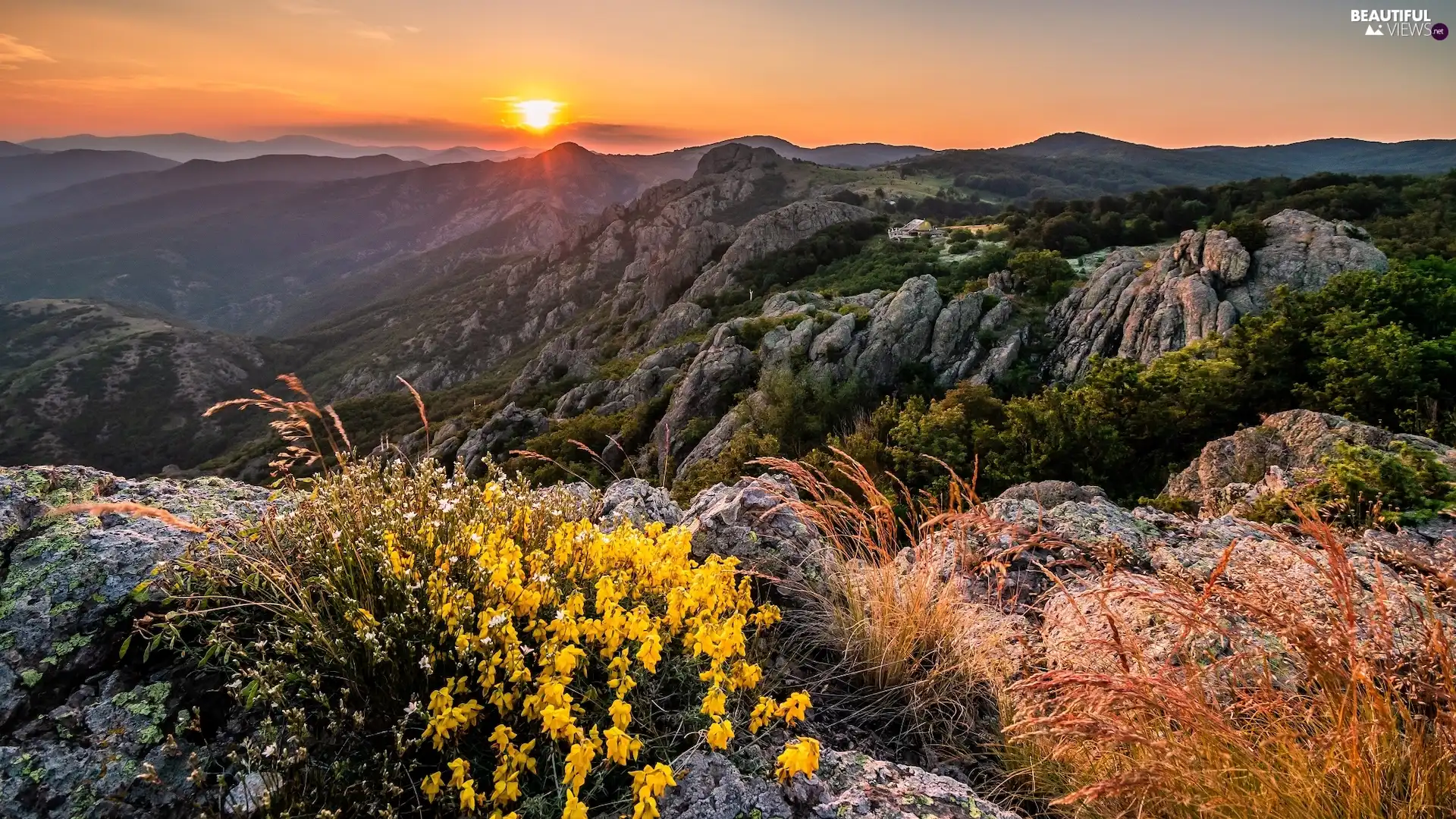 Yellow, rocks, grass, Great Sunsets, Mountains, Flowers, VEGETATION