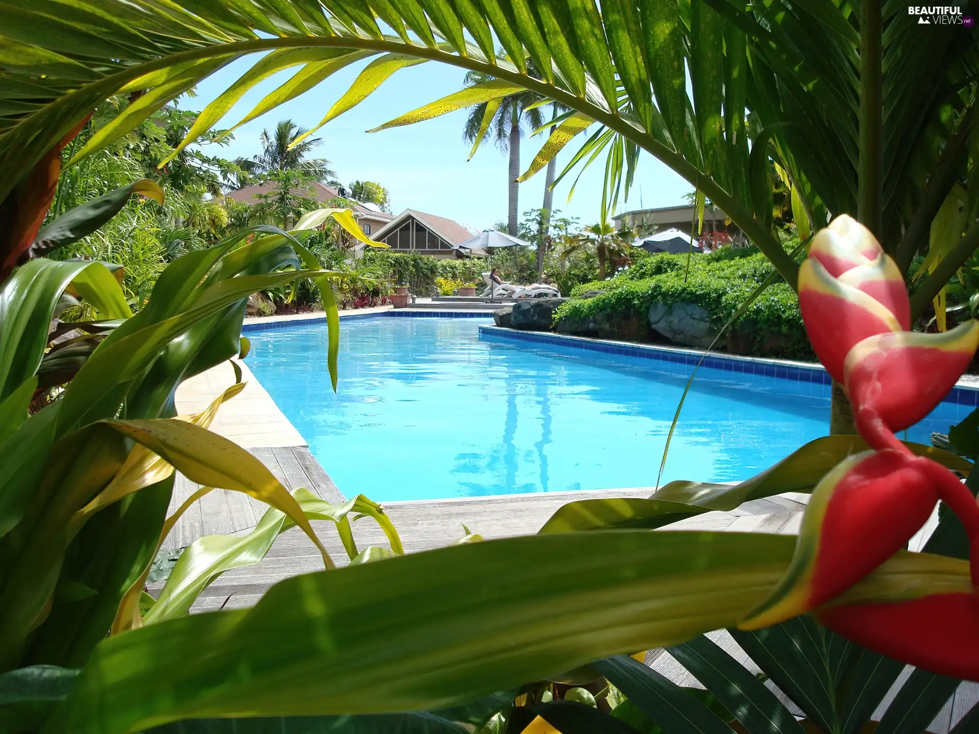 VEGETATION, Garden, Pool