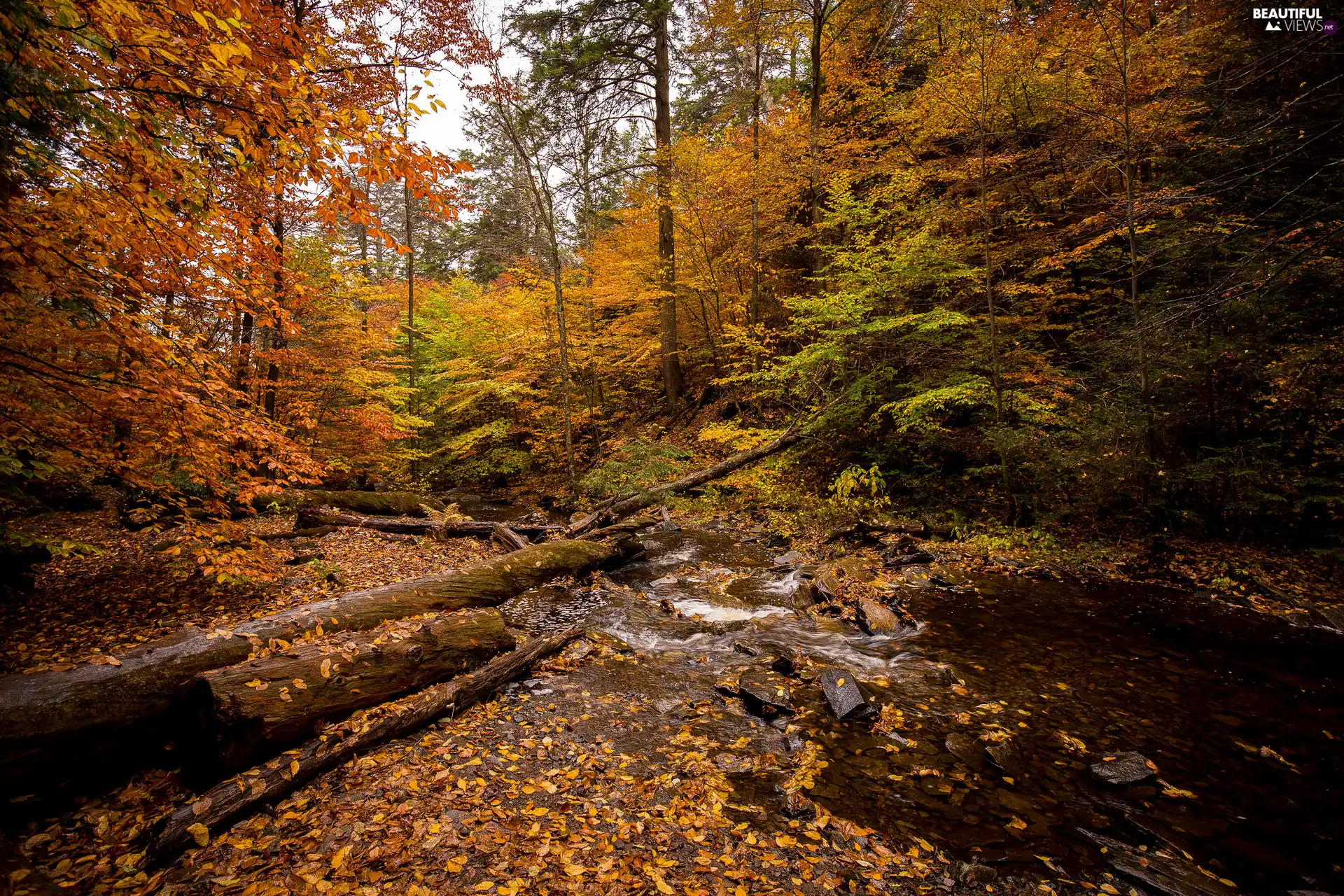 Leaf, VEGETATION, River, autumn, forest