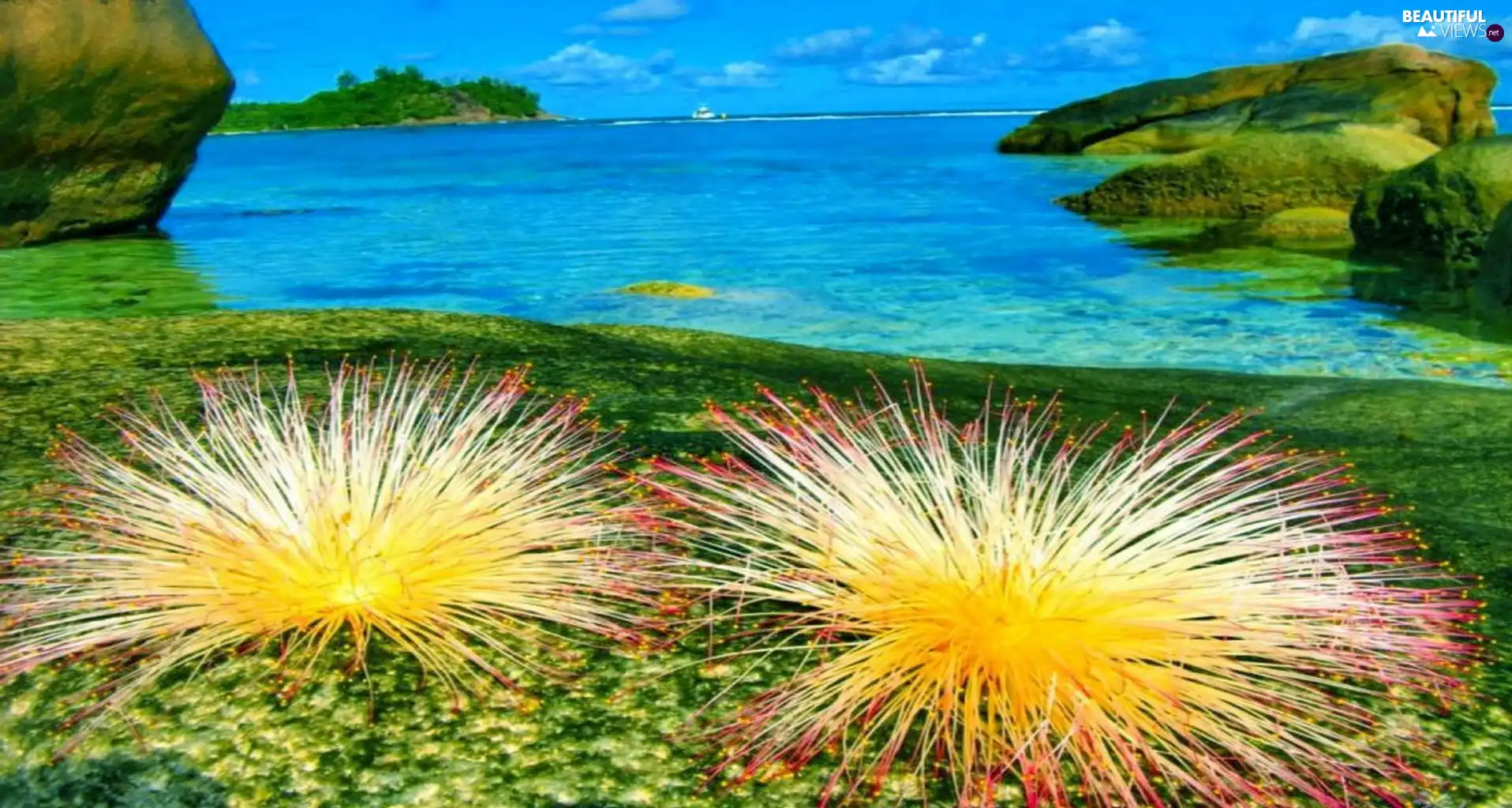 VEGETATION, Seychelles, Beaches, rocks, sea